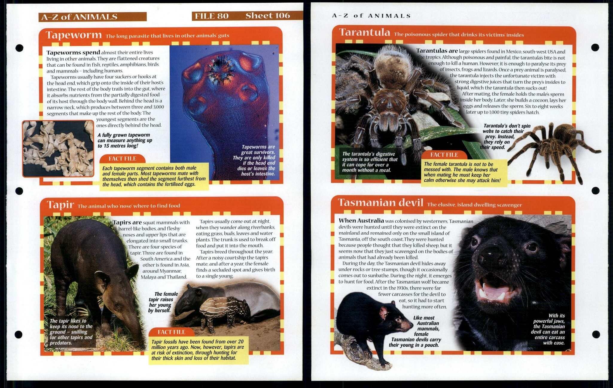 Tapeworm - Tasmanian Devil #106 A-Z Animals, Animals, Animals Fact File