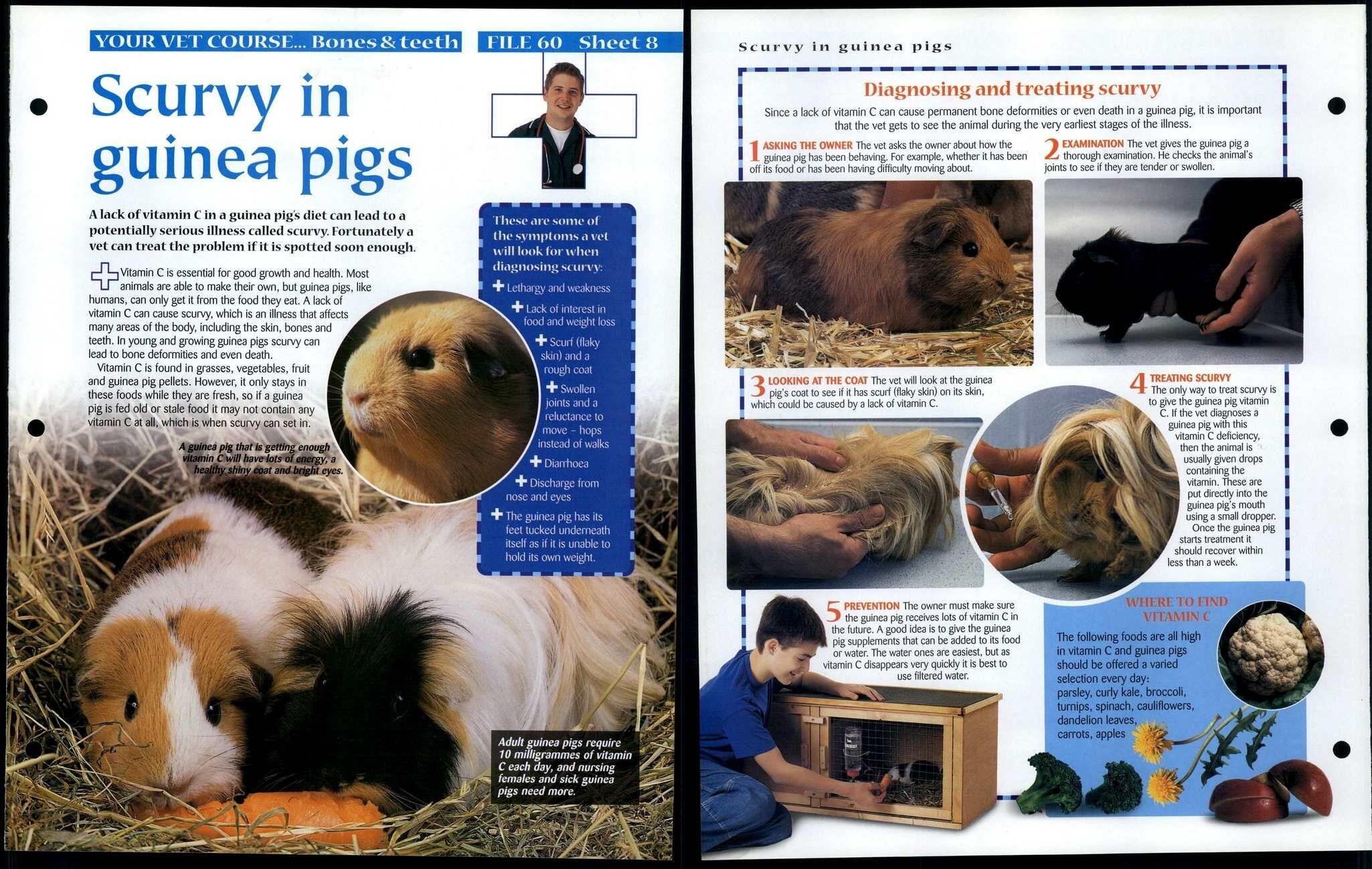 Scurvy In Guinea Pigs 8 Vet Course Animals Animals Animals Fact File