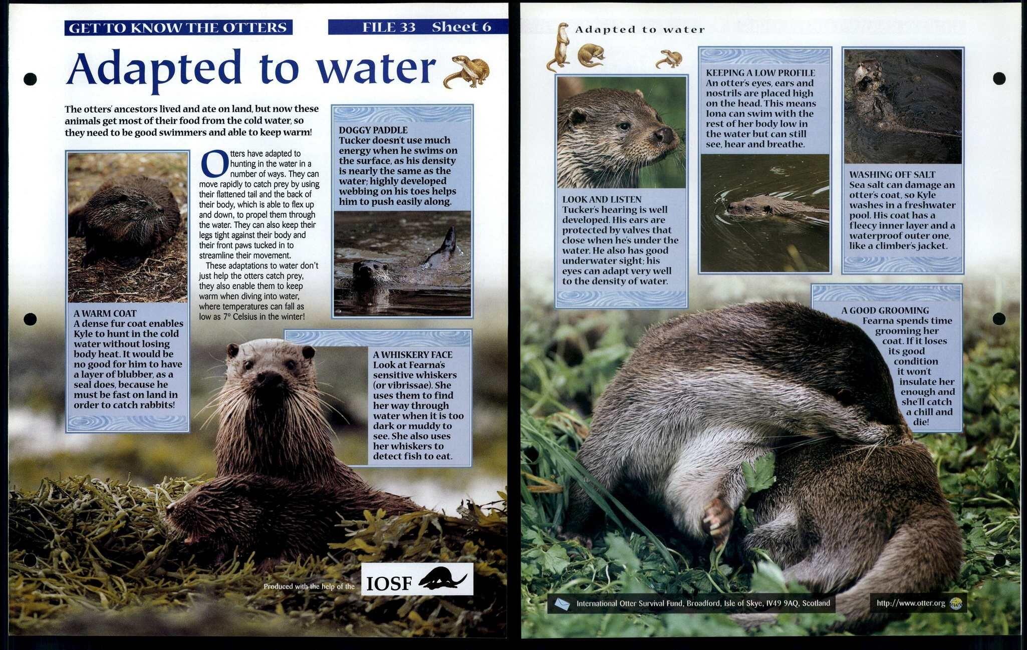 Adapted To Water #6 Get To Know Animals, Animals, Animals Fact File Page