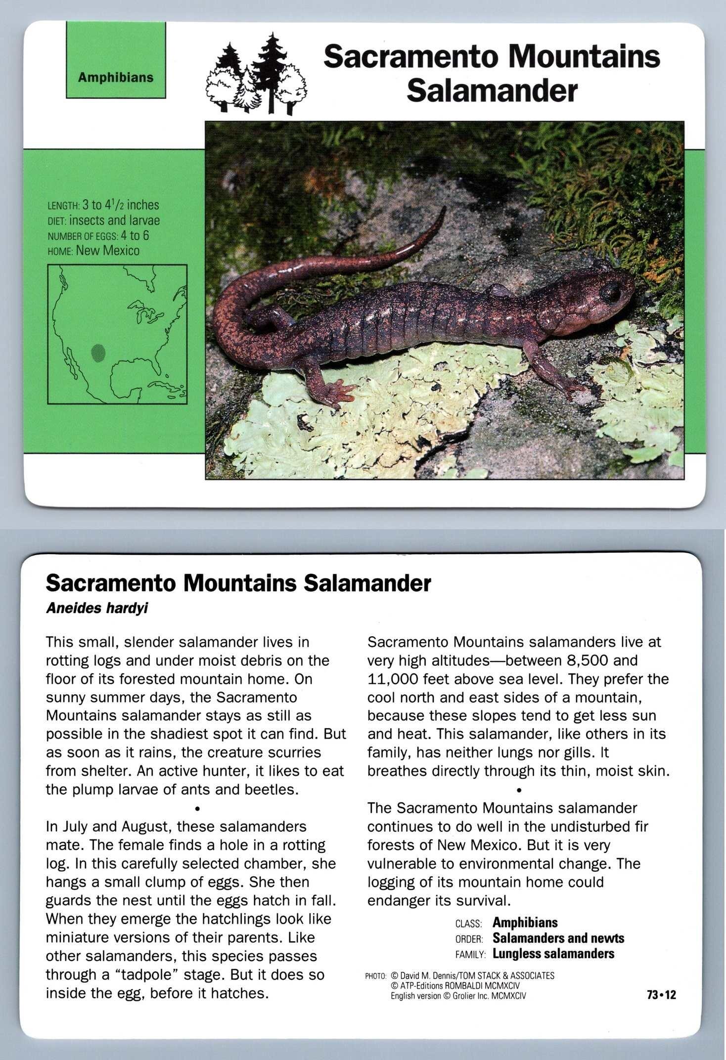 Sacramento Mountains Salamander #73.12 - Amphibians - Grolier 