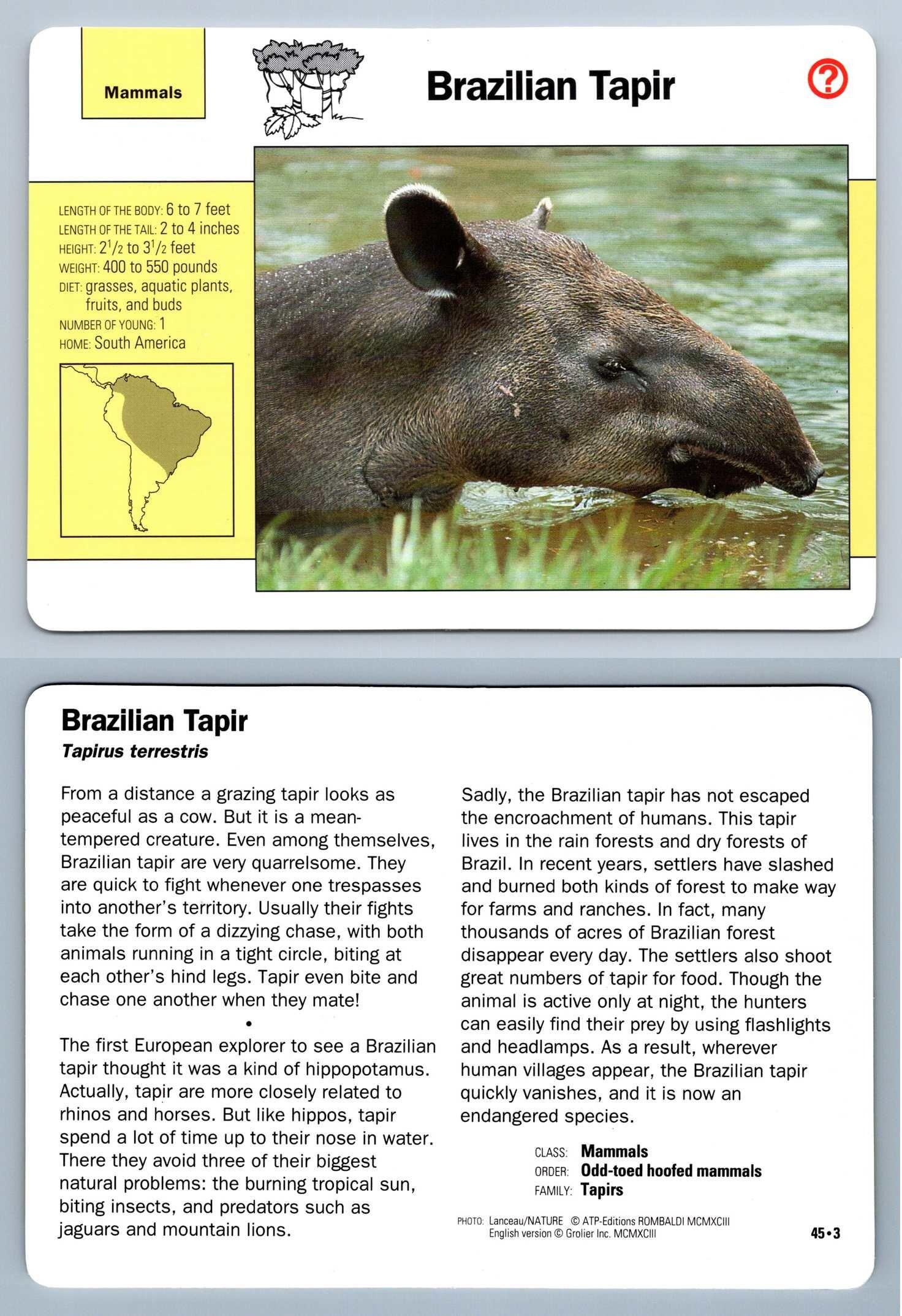 Brazilian Tapir #45.3 Mammals - Grolier Wildlife Adventure Card