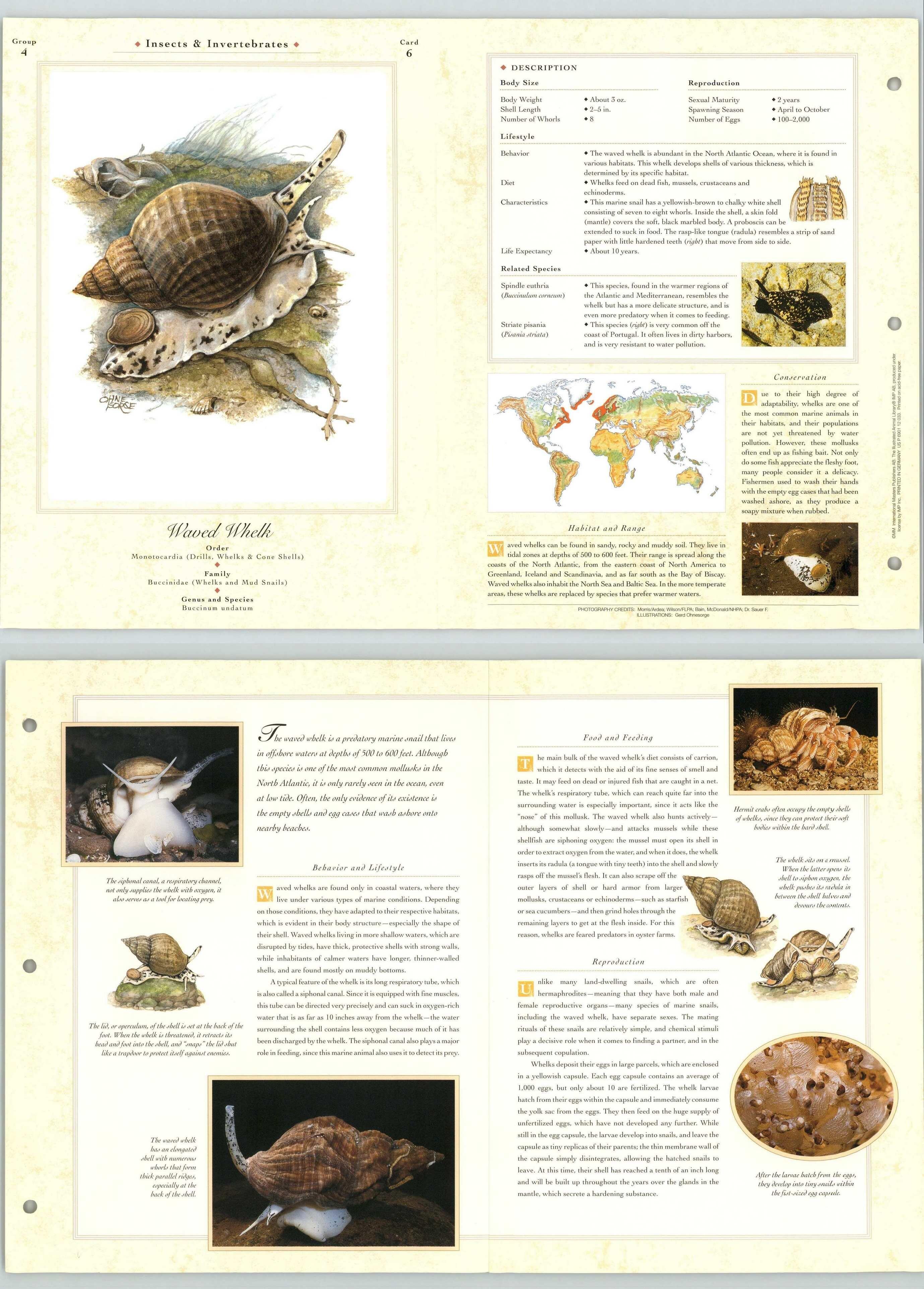 Waved Whelk #6 Insects - The Illustrated Animal Library Fold-out Page ...