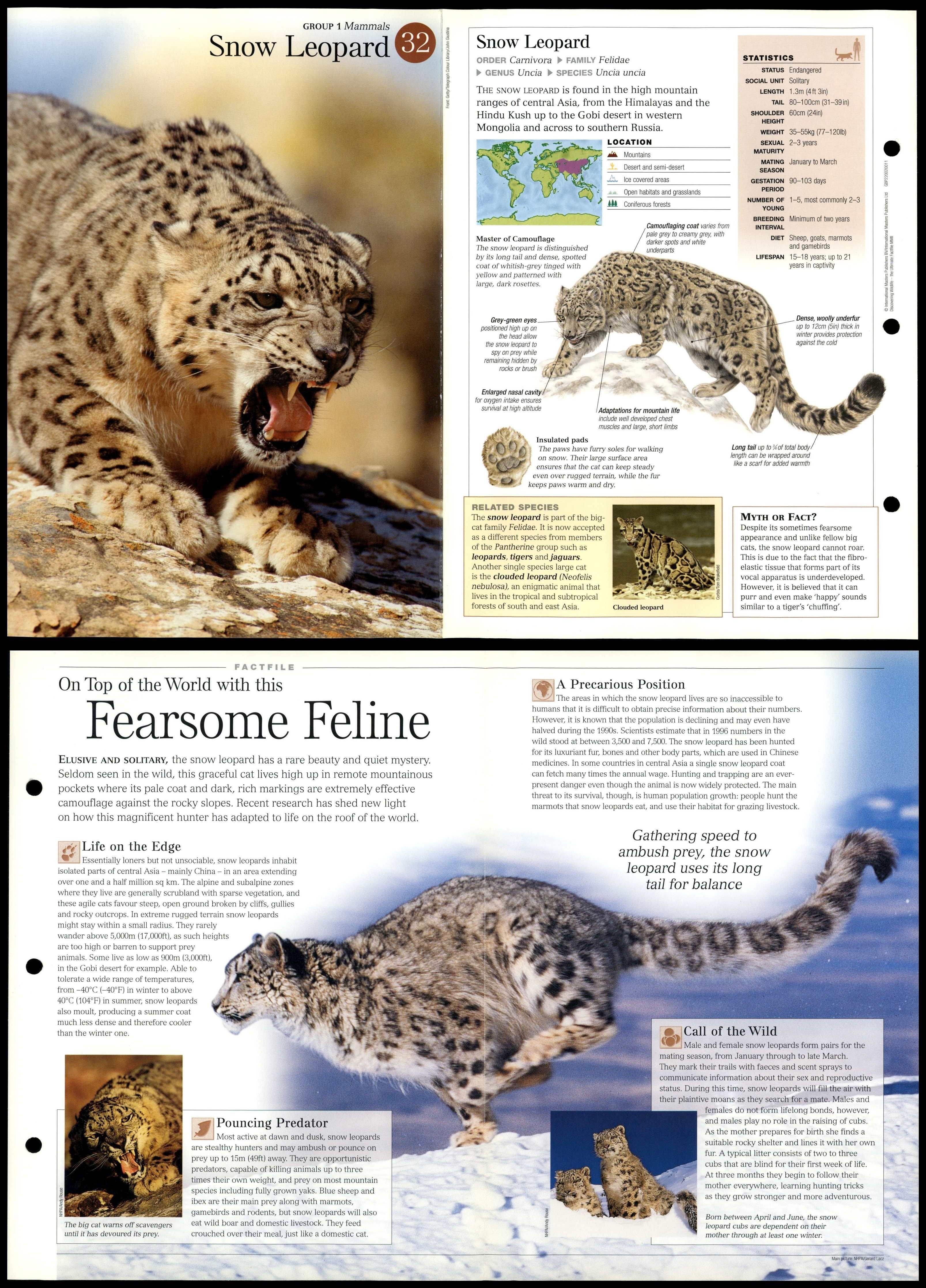 Leopard Fact Sheet, Blog, Nature