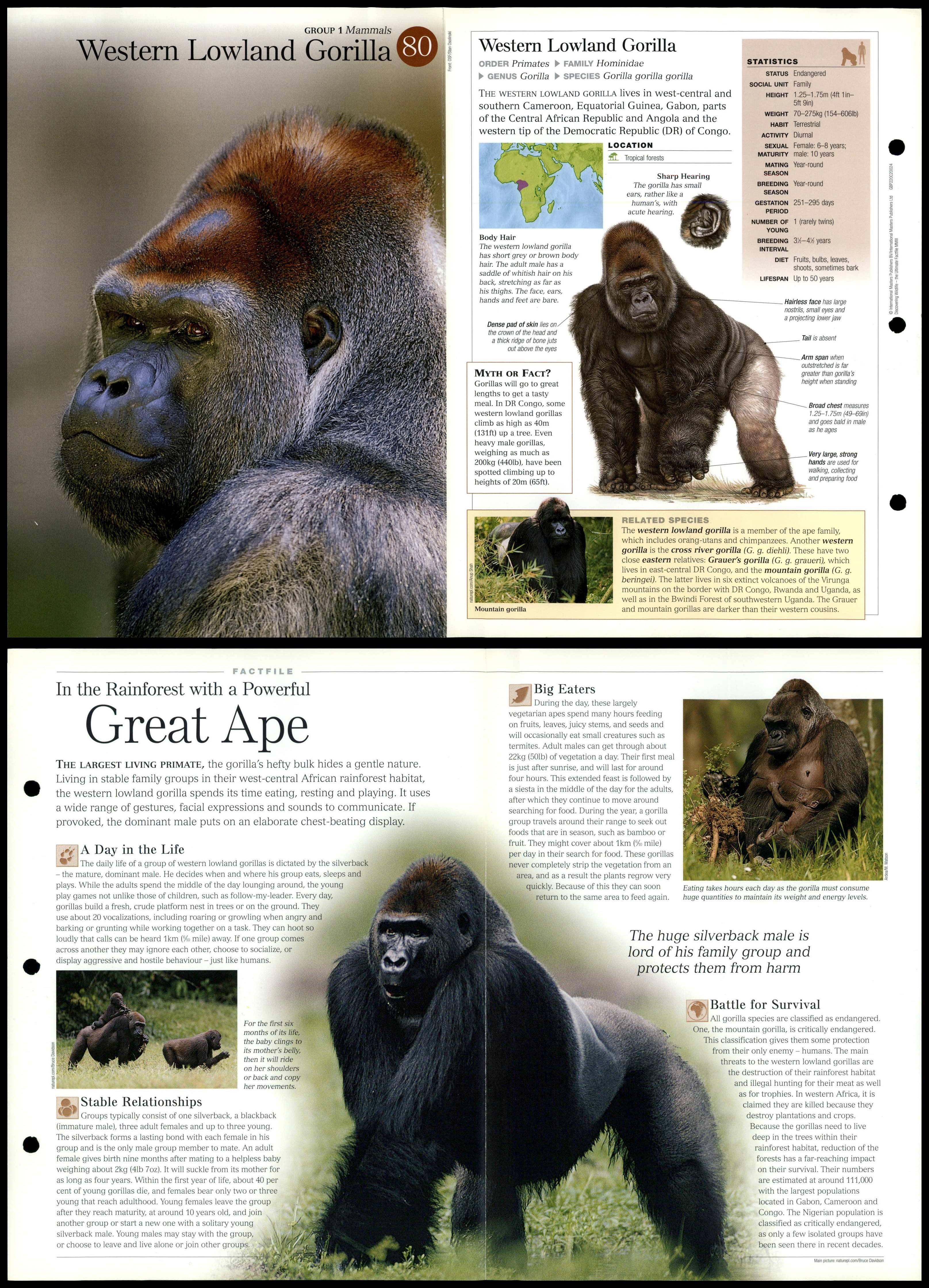 Western Lowland Gorilla #80 Mammals - Discovering Wildlife Fact File Card