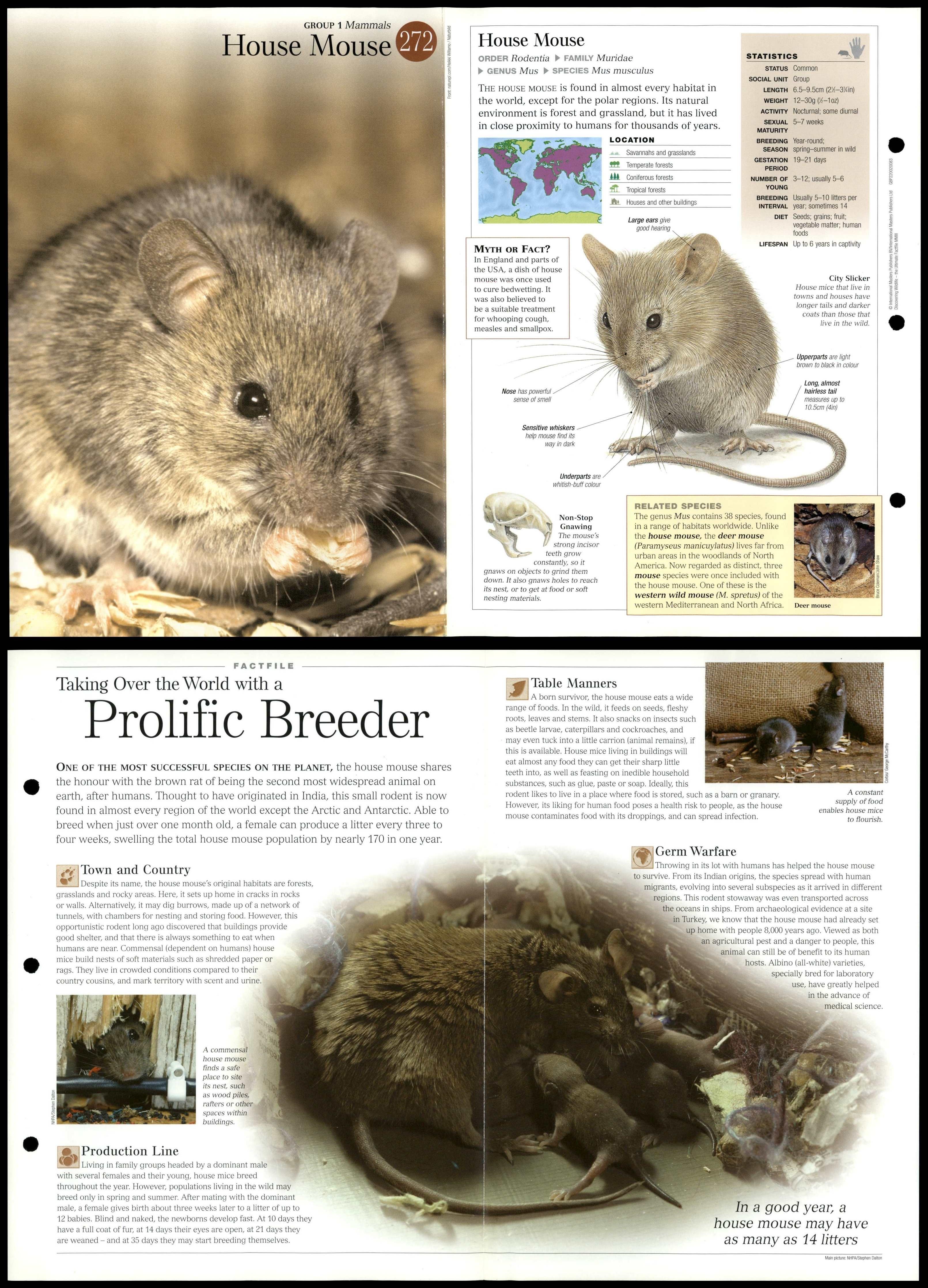 House Mouse #272 Mammals - Discovering Wildlife Fact File Fold-Out Card