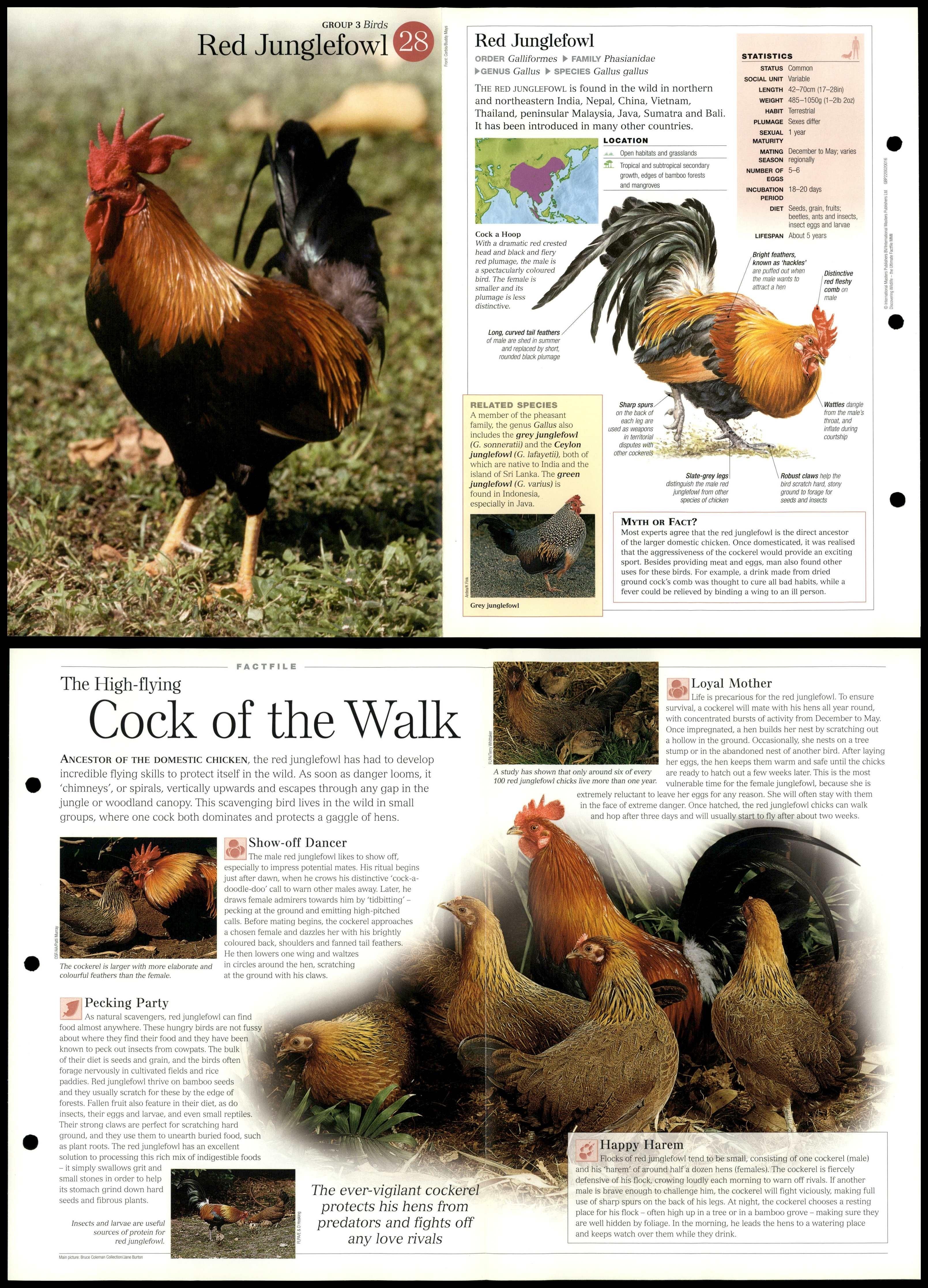 Red Junglefowl #28 Birds - Discovering Wildlife Fact File Fold-Out Card