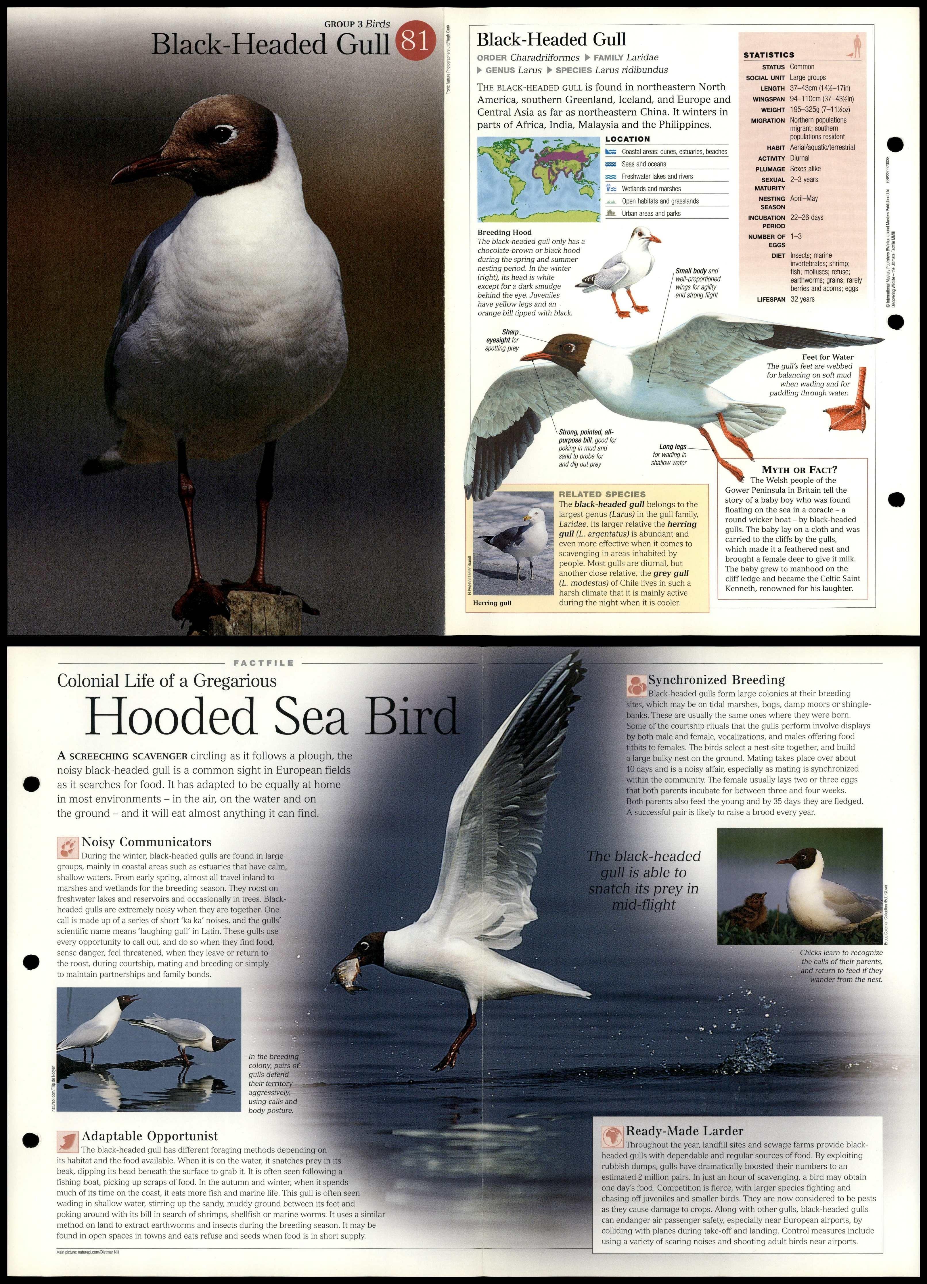 Black-Headed Gull #81 Birds - Discovering Wildlife Fact File Fold-Out Card