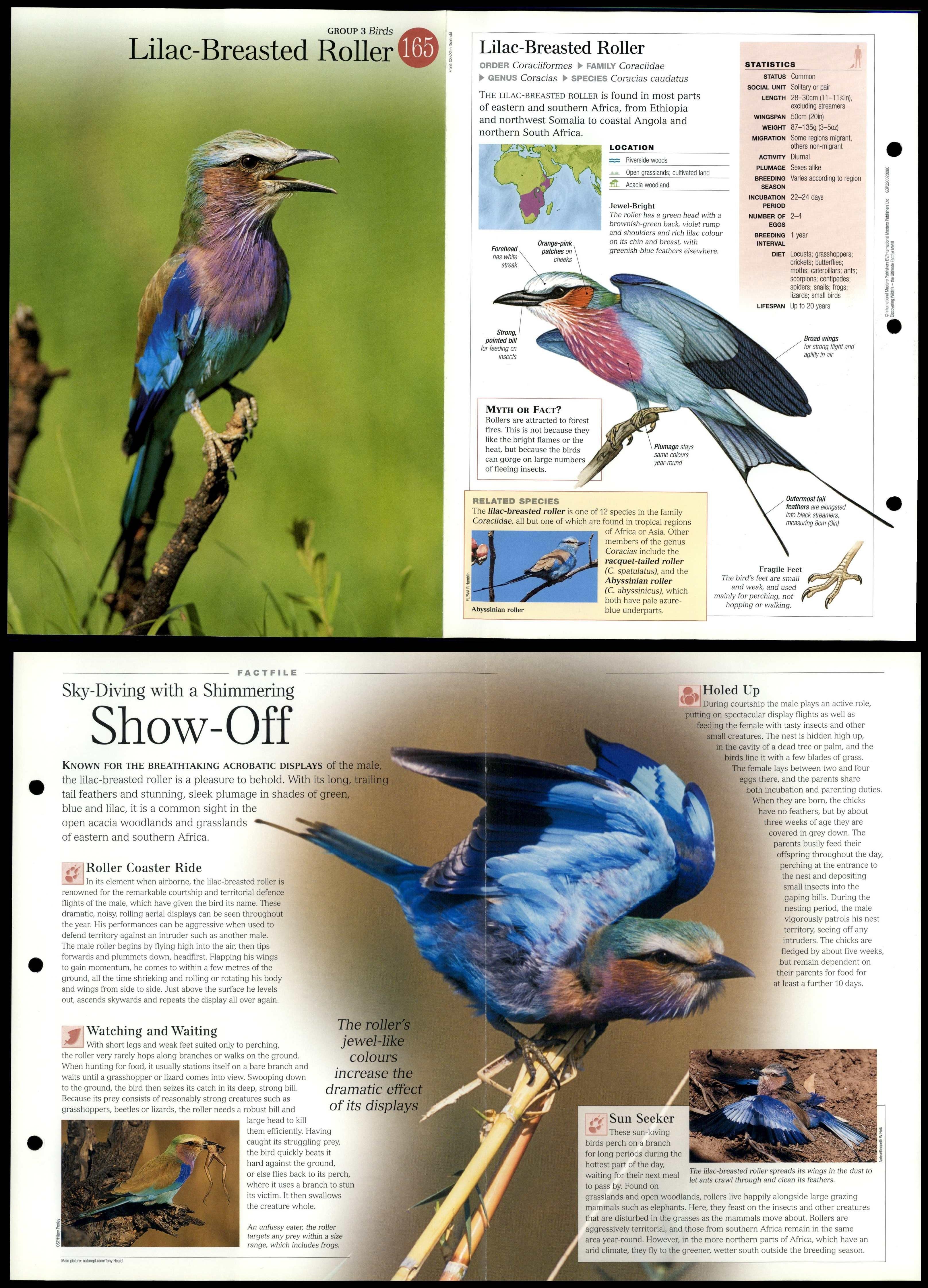 LilacBreasted Roller 165 Birds Discovering Wildlife Fact File Fold
