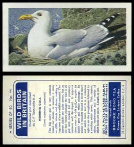 Black-Throated Diver #49 Wild Birds In Britain 1965 Brooke Bond Tea Card C1961 