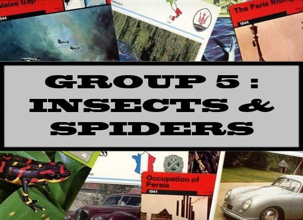 Group 5 : Insects & Spiders