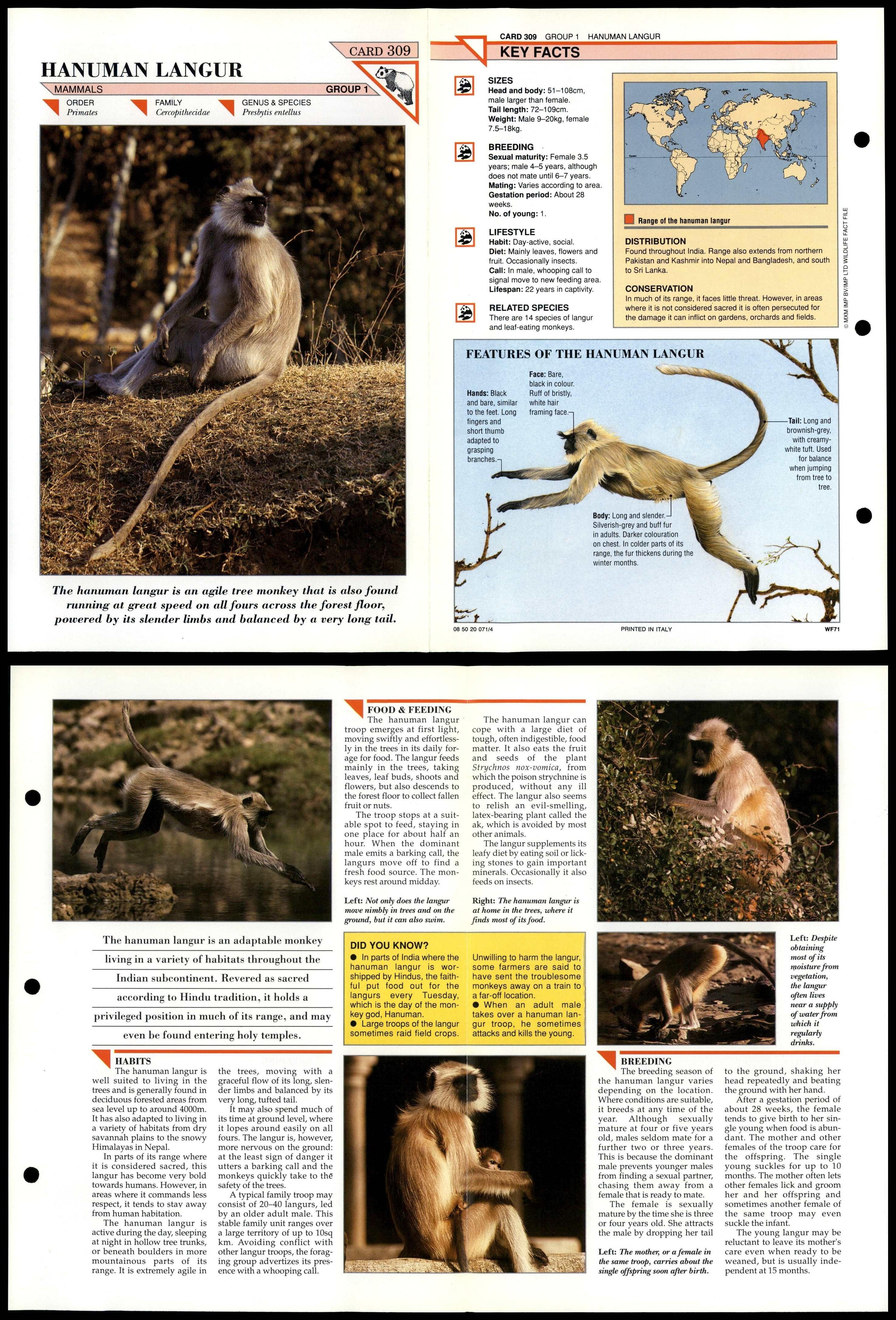 Hanuman Langur #309 Mammals Wildlife Fact File Fold-Out Card