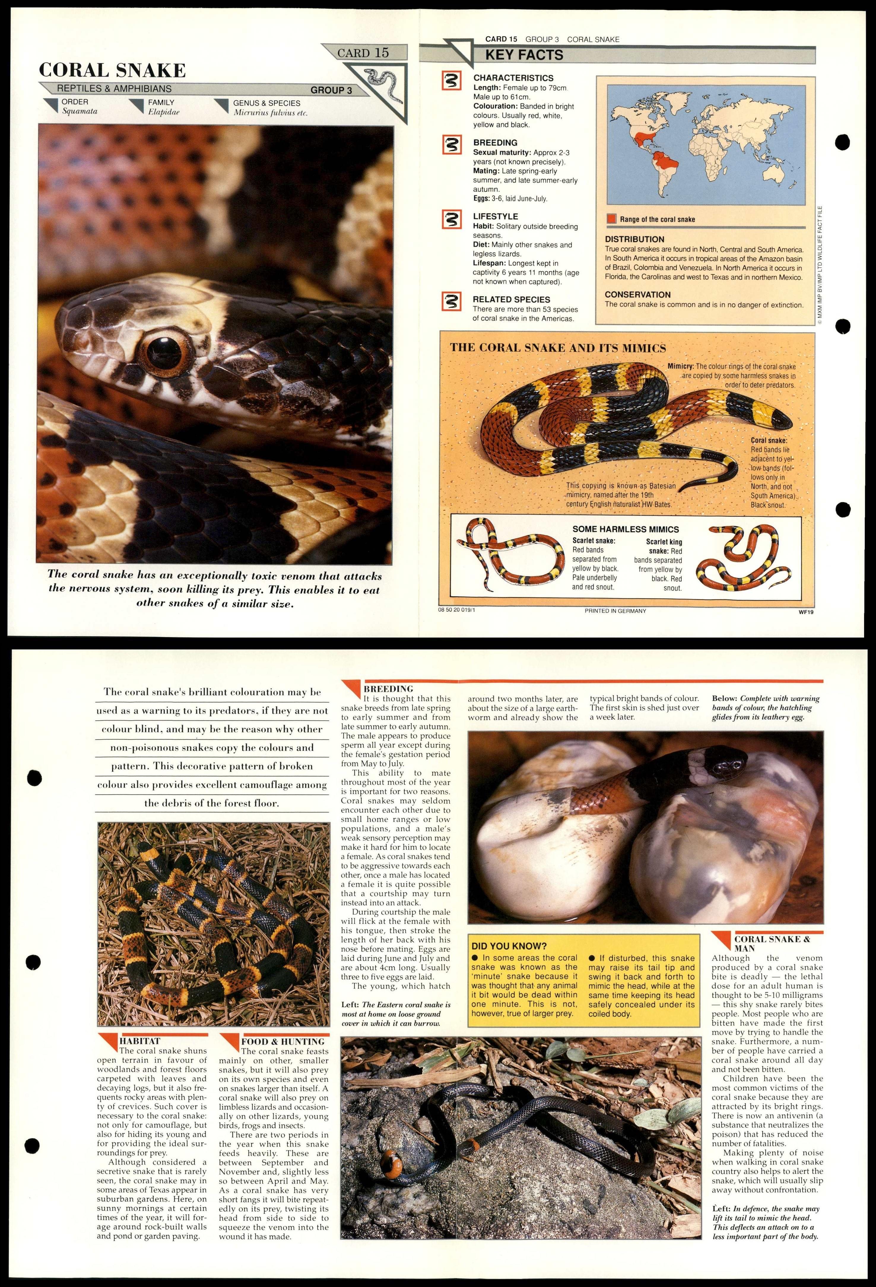 Coral Snake #15 Reptiles Wildlife Fact File Fold-Out Card