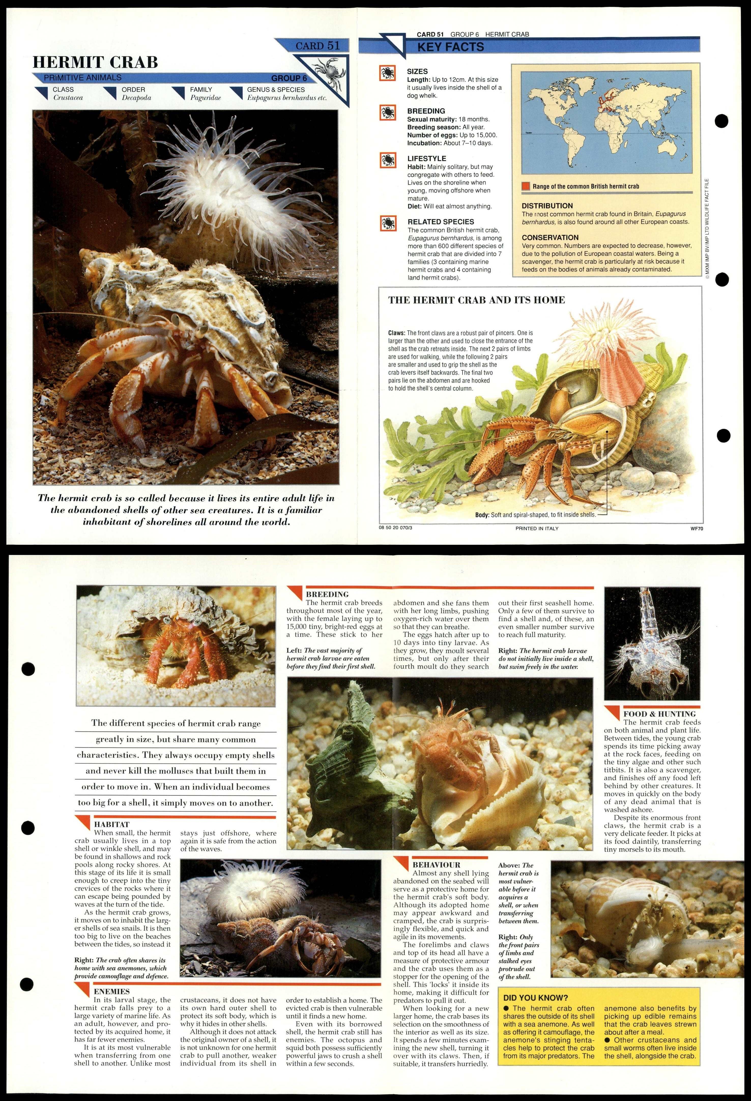 Hermit Crab 51 Primitive Wildlife Fact File FoldOut Card