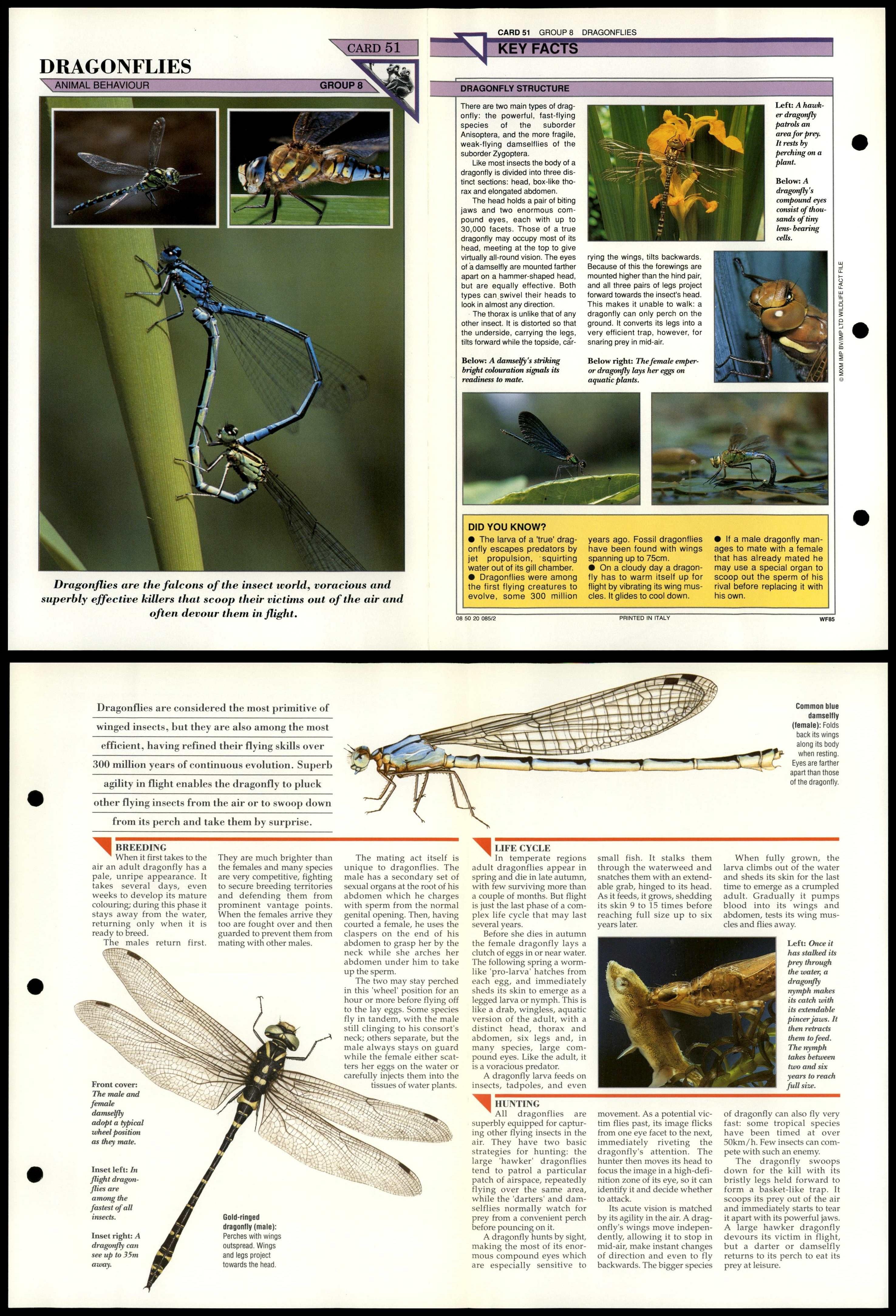 Dragonflies #51 Behaviour Wildlife Fact File Fold-Out Card