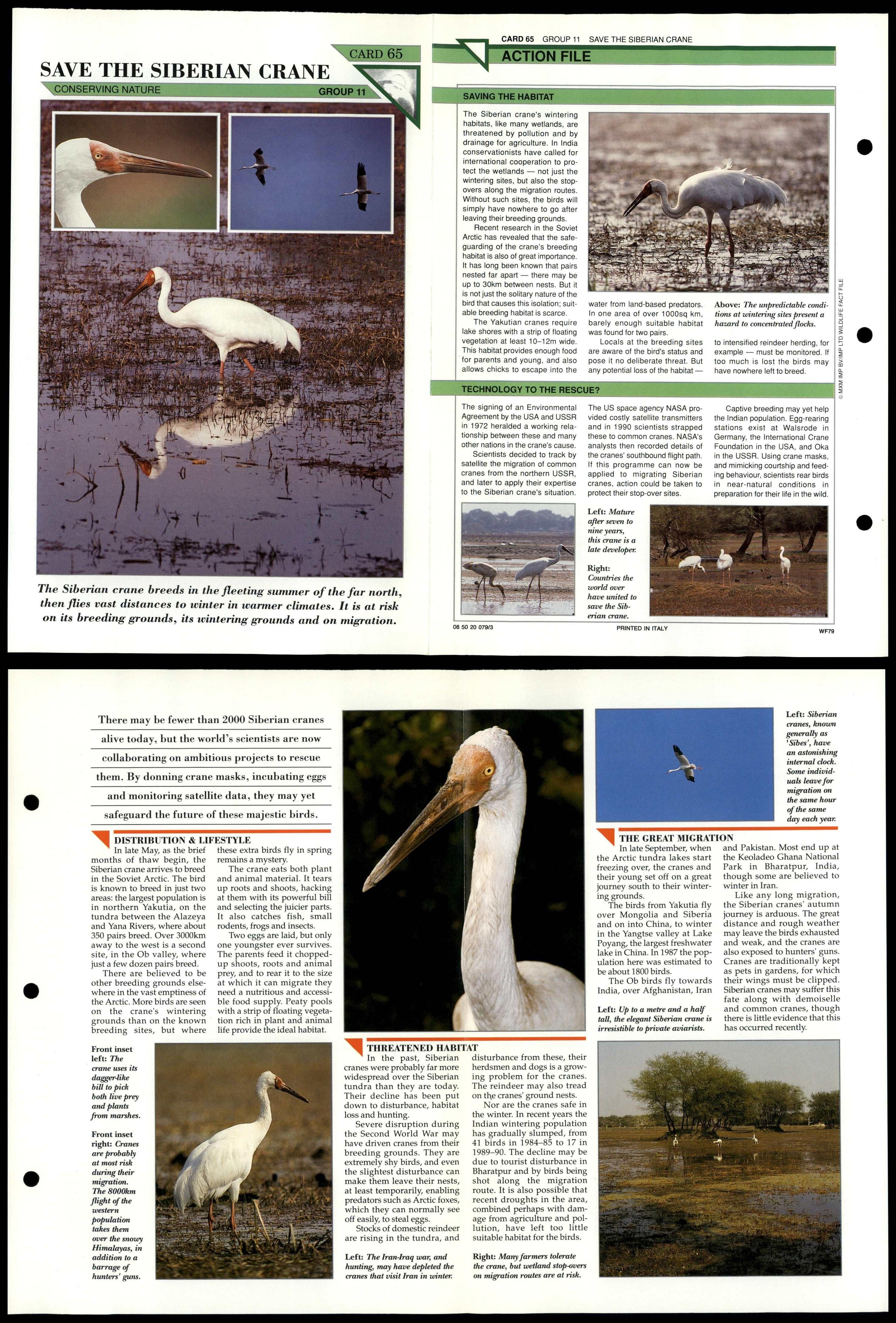 Save The Siberian Crane 65 Conservation Wildlife Fact File Fold Out Card