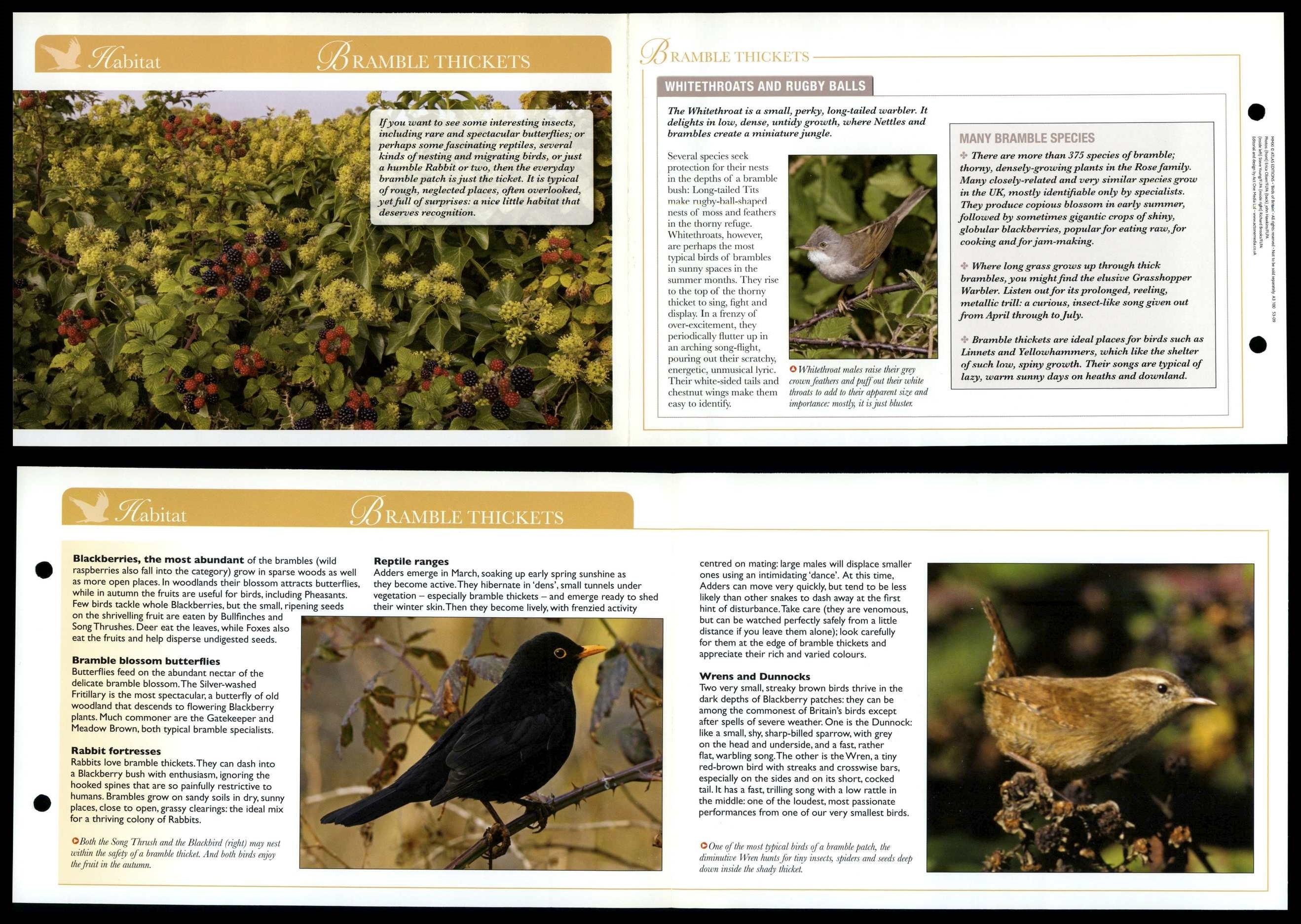 Bramble Thickets Habitat Birds Of Britain Atlas Editions Fold Out Card