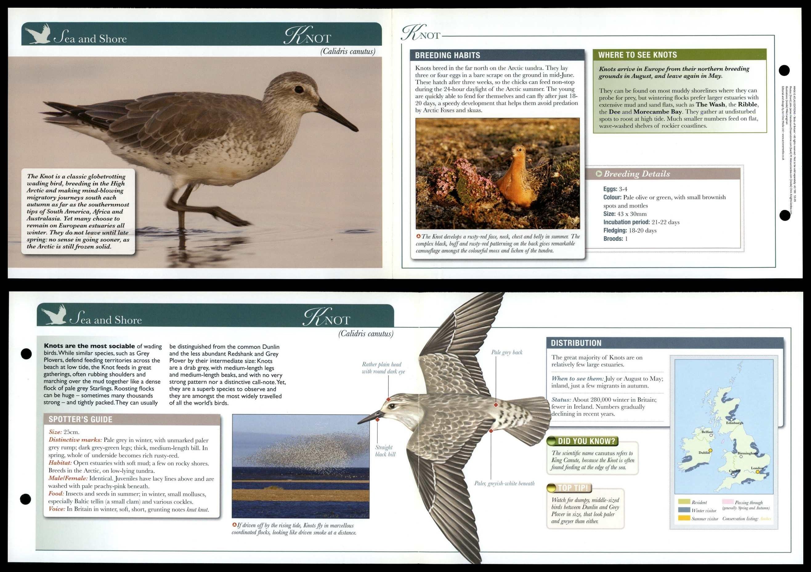 Knot - Sea & Shore - Birds Of Britain Atlas Editions Fold Out Card