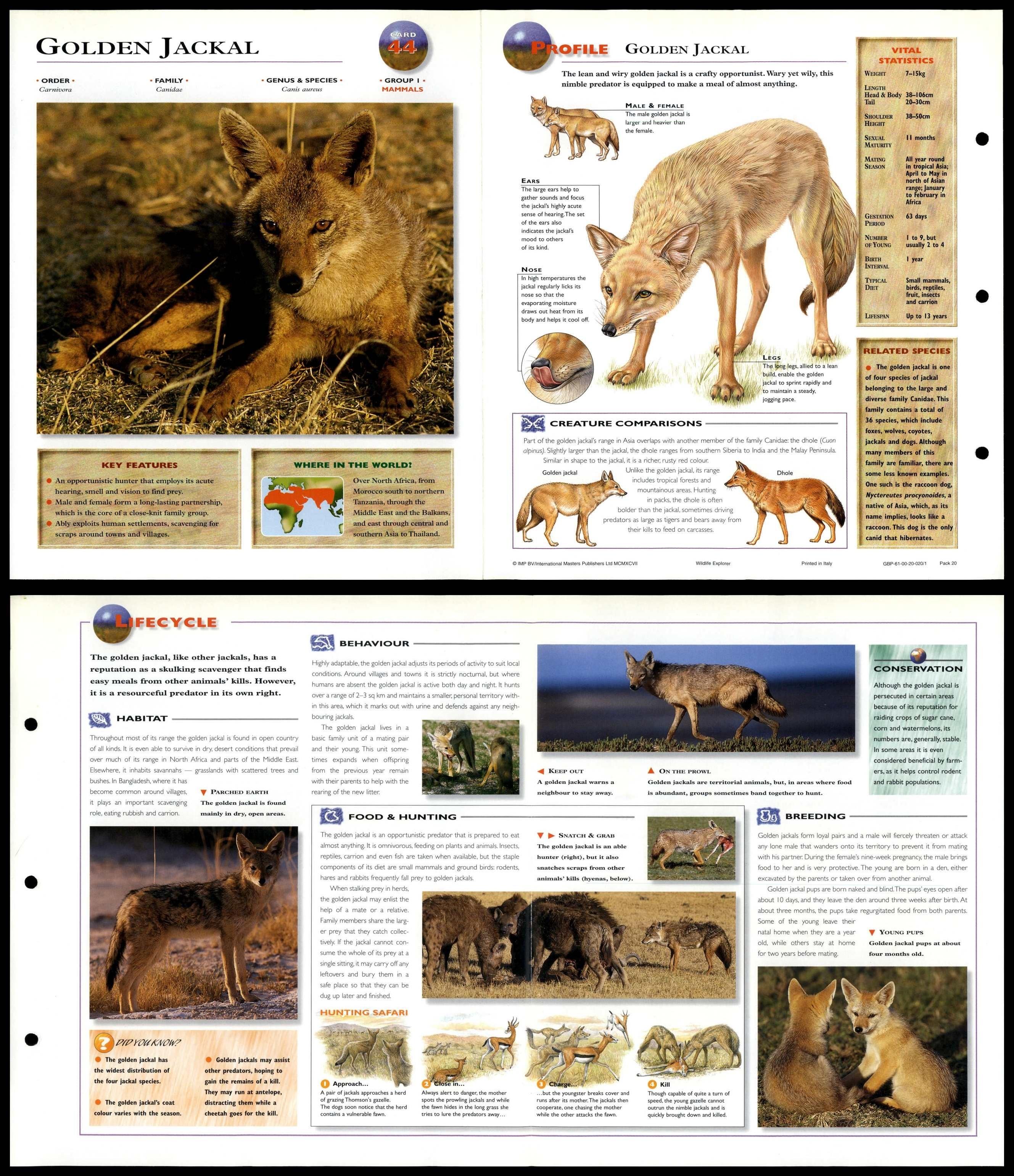 Golden Jackal #44 Mammals - Wildlife Explorer Fold-Out Card