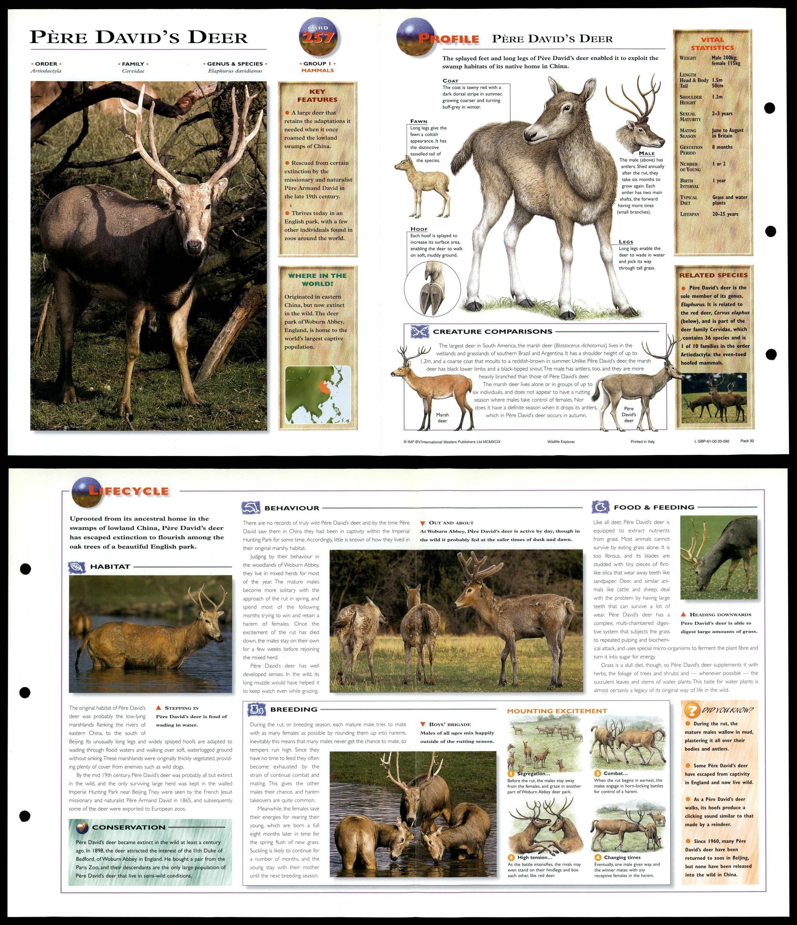 Pere David's Deer 257 Mammals Wildlife Explorer FoldOut Card