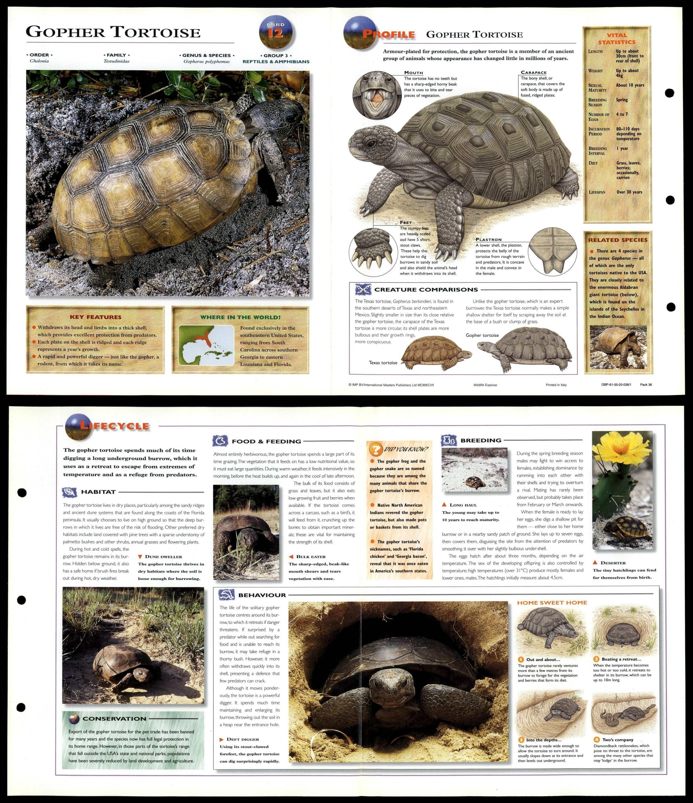 Gopher Tortoise #12 Reptiles - Wildlife Explorer Fold-Out Card