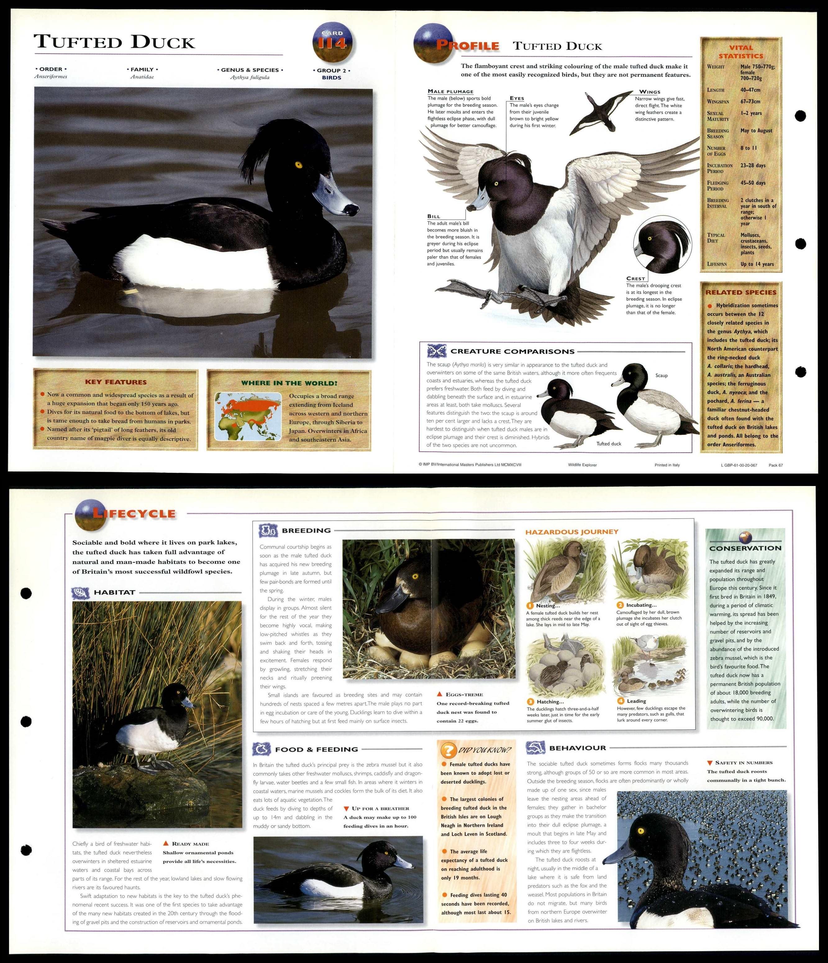 Tufted Duck #114 Birds - Wildlife Explorer Fold-Out Card