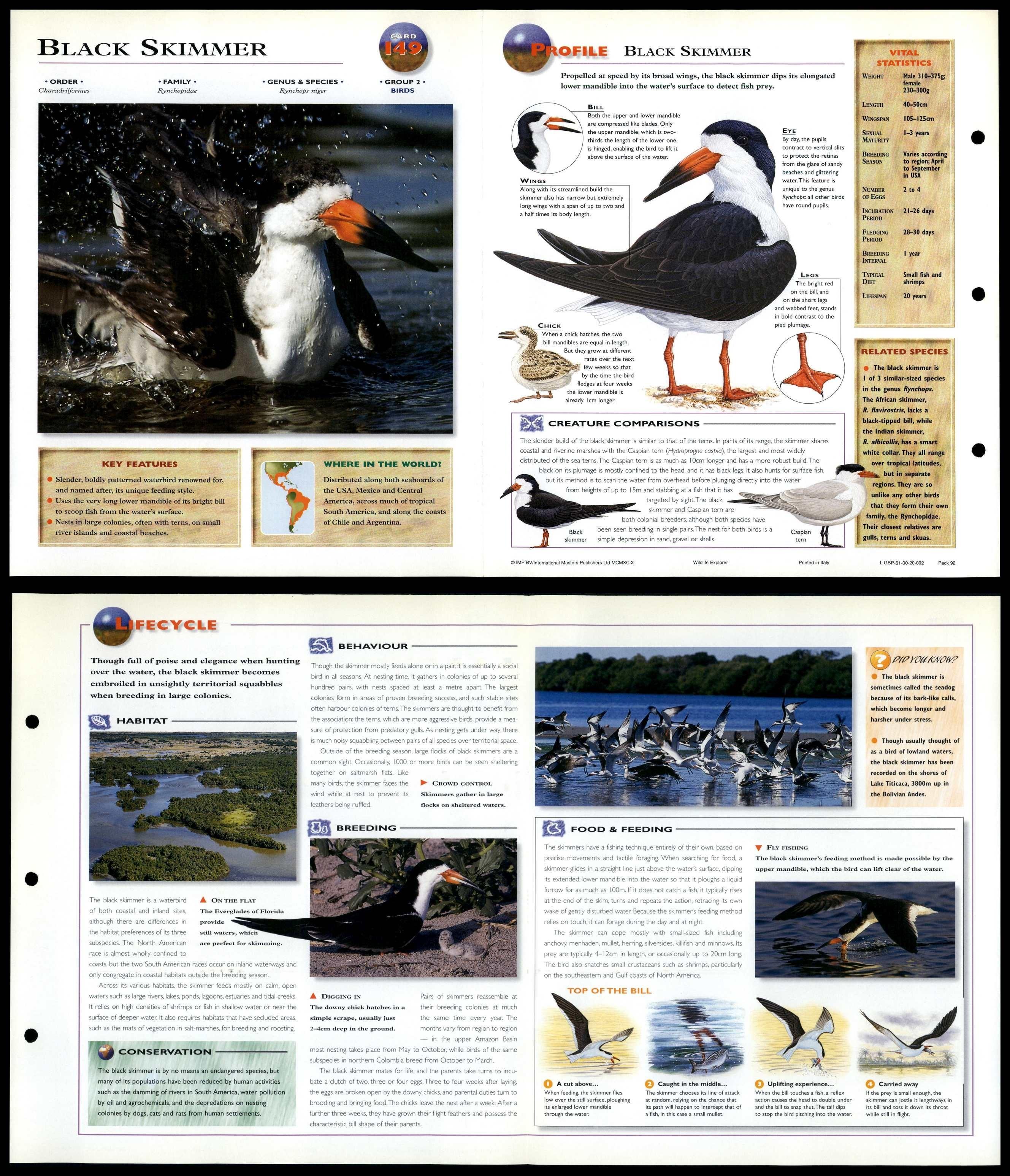 Black Skimmer #149 Birds - Wildlife Explorer Fold-Out Card