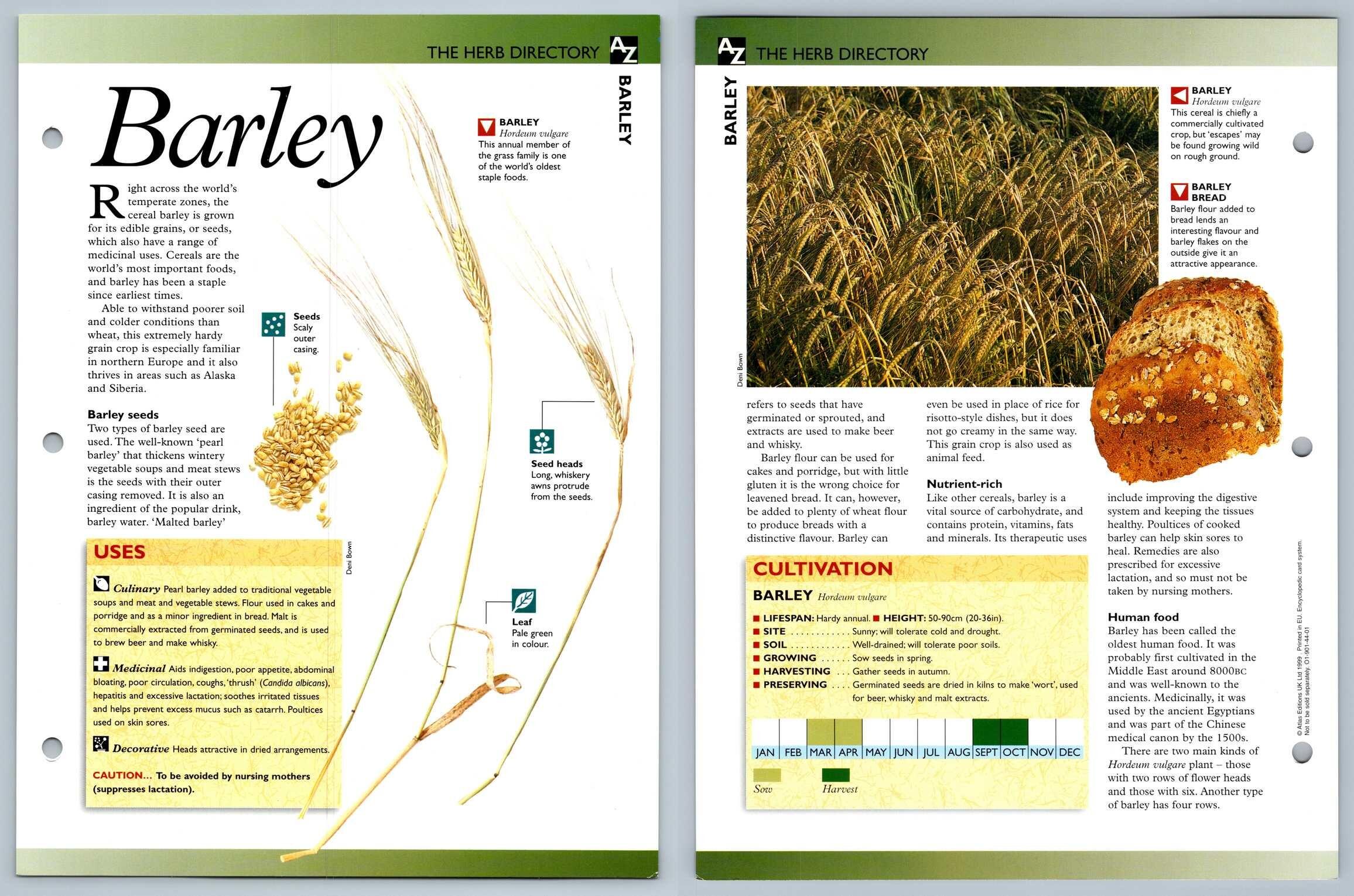 Barley Directory Secret World Of Herbs Fact File Card