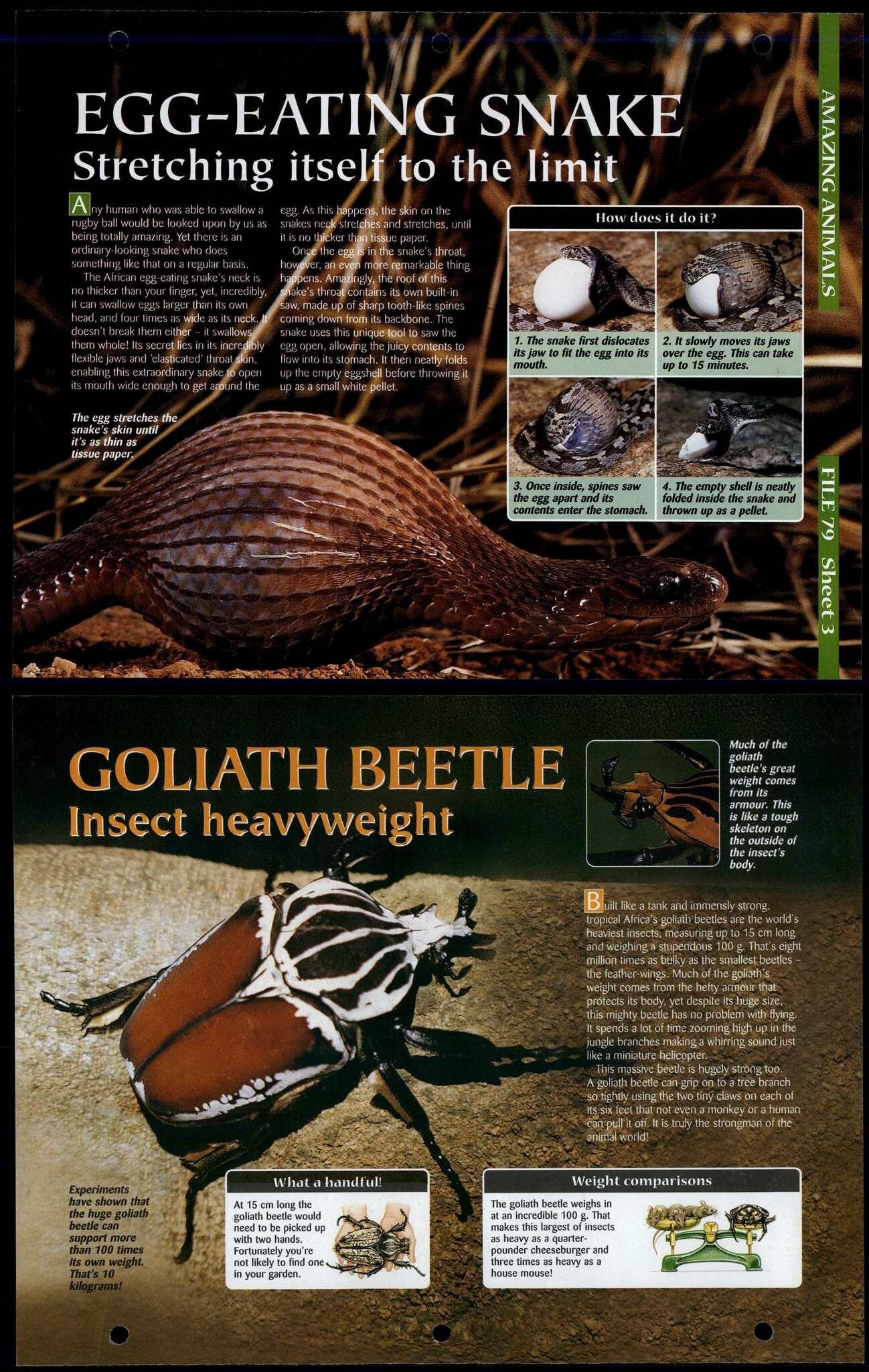 Section 8 : Amazing Animals