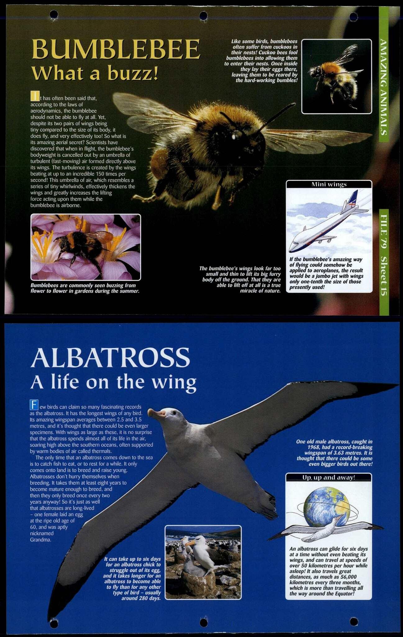 Bumblebee / Albsatross #15 Amazing Animals, Animals, Animals Fact File Page