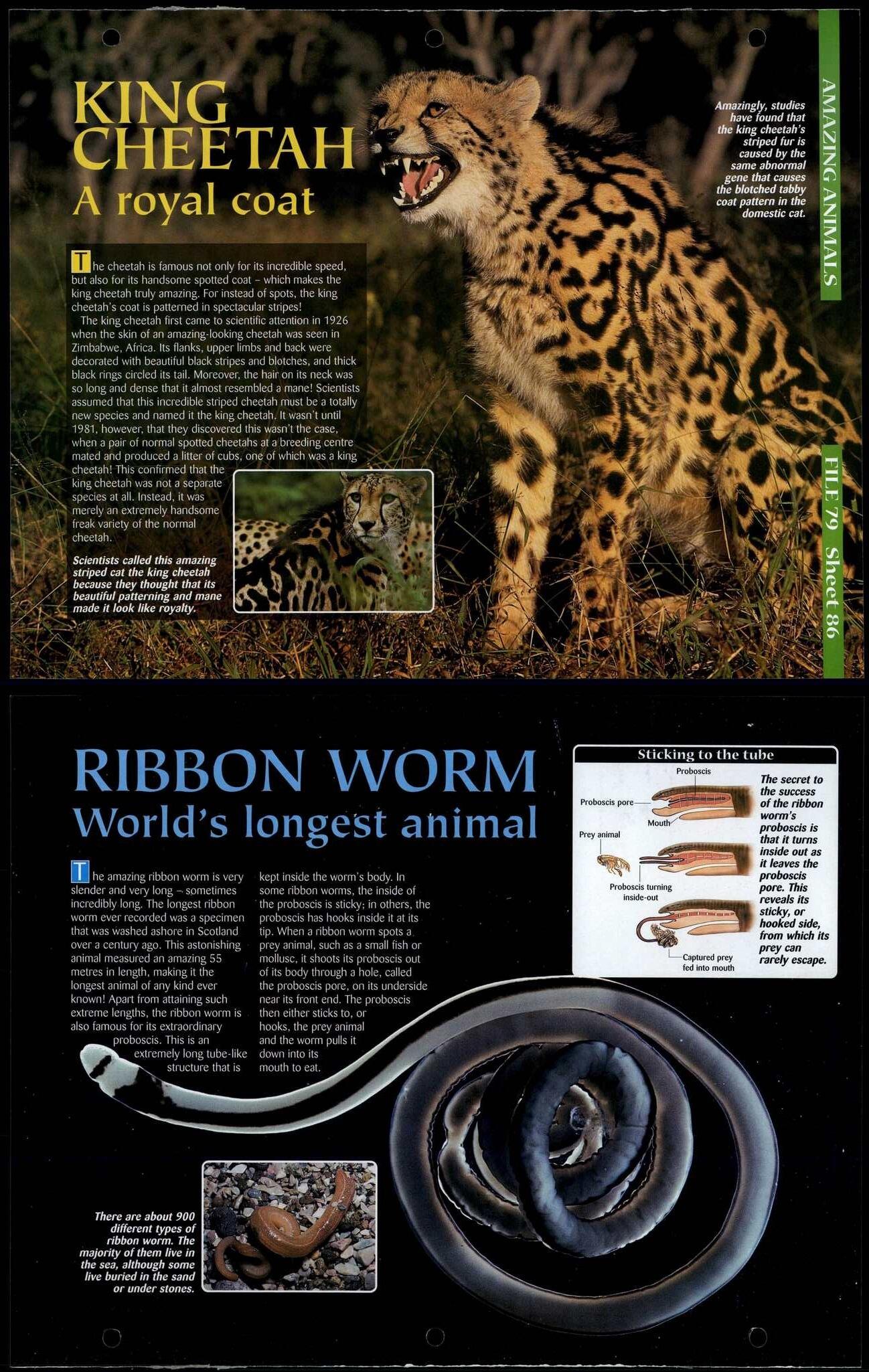 King Cheetah / Ribbon Worm 86 Amazing Animals, Animals, Animals Fact