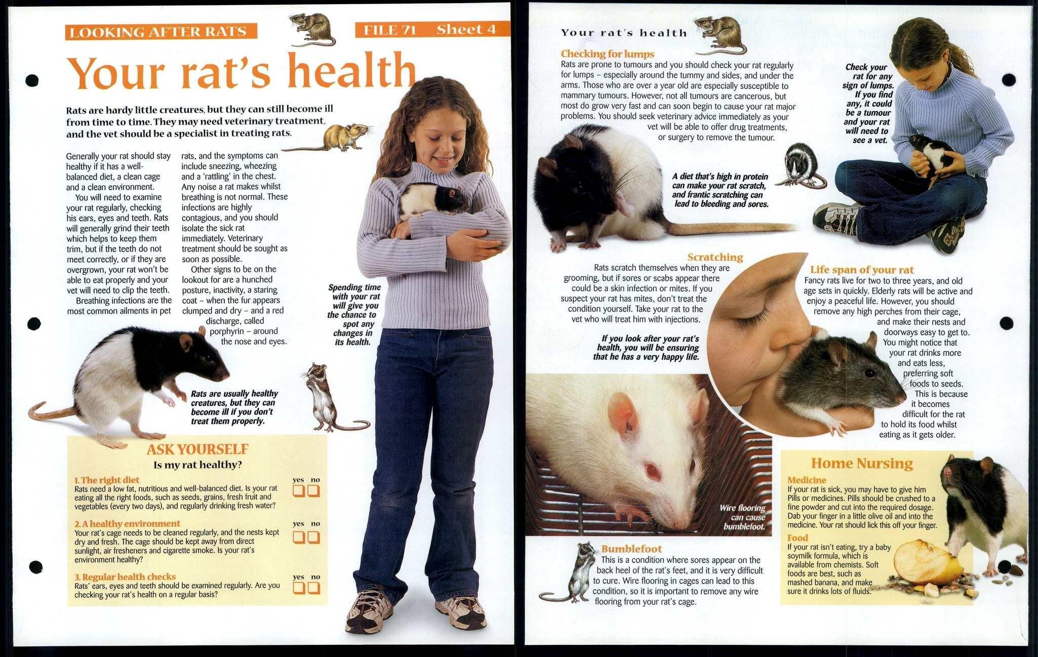 Your Rats Health 4 Looking After Animals, Animals, Animals Fact File Page