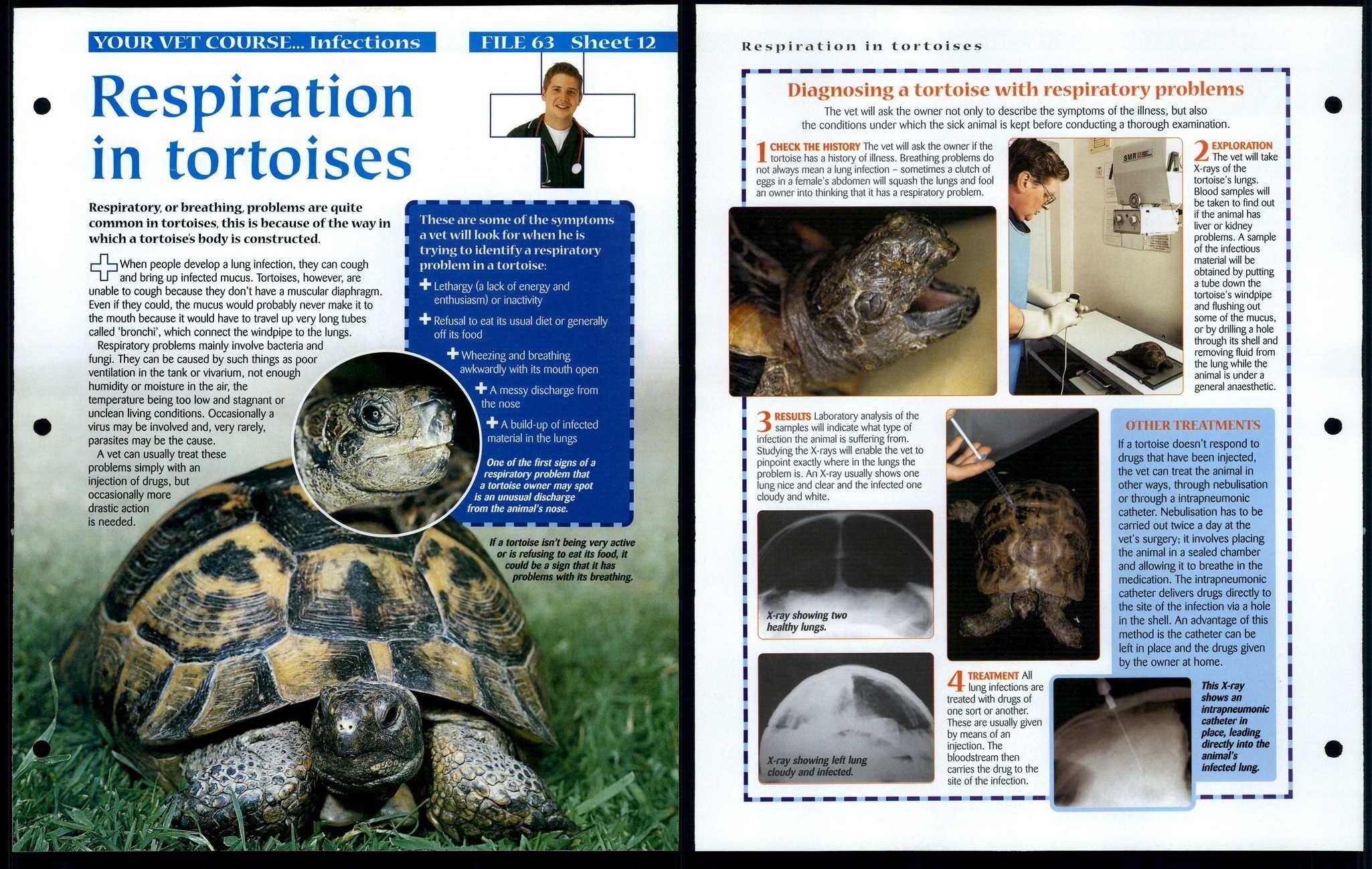 Respiration In Tortoises 12 Vet Course Animals Animals Animals Fact