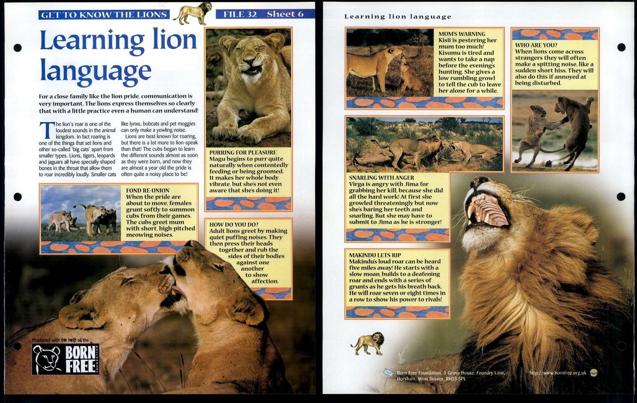 Lion Language #6 Get To Know Animals, Animals, Animals Fact File Page