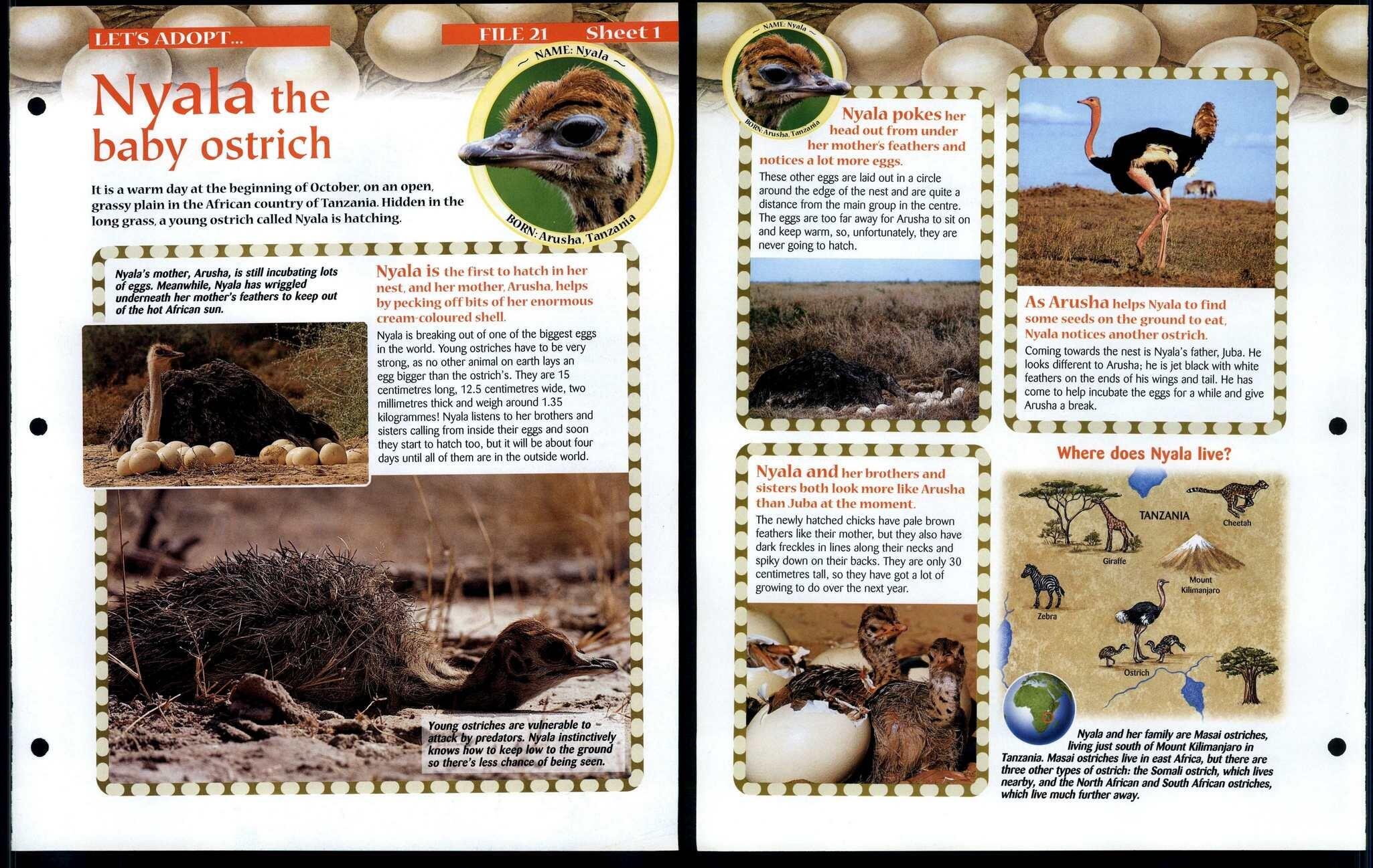 Nyala Baby Ostrich 1 Lets Adopt Animals, Animals, Animals Fact File Page