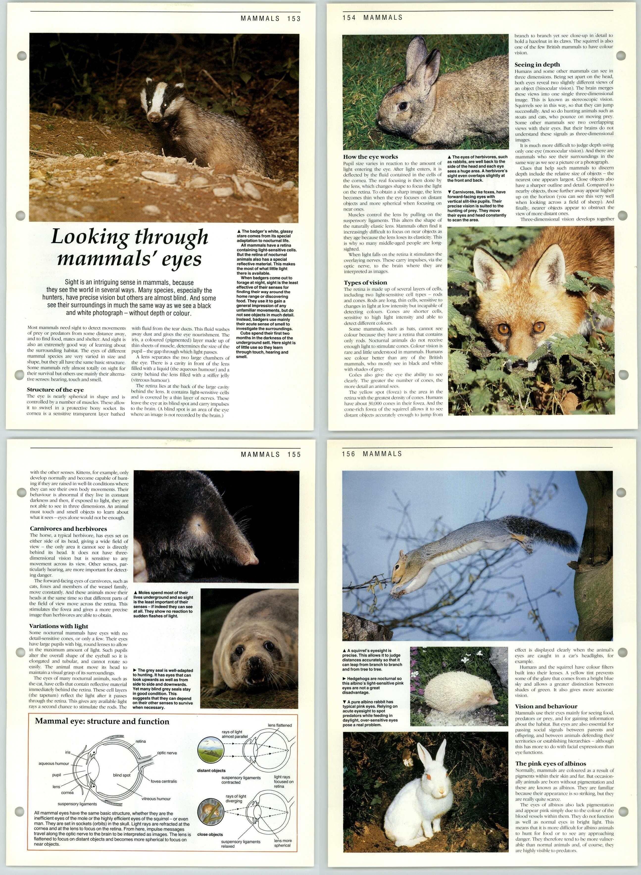 Looking Through Mammals Eye - Mammals - The Living Countryside 2 Pages