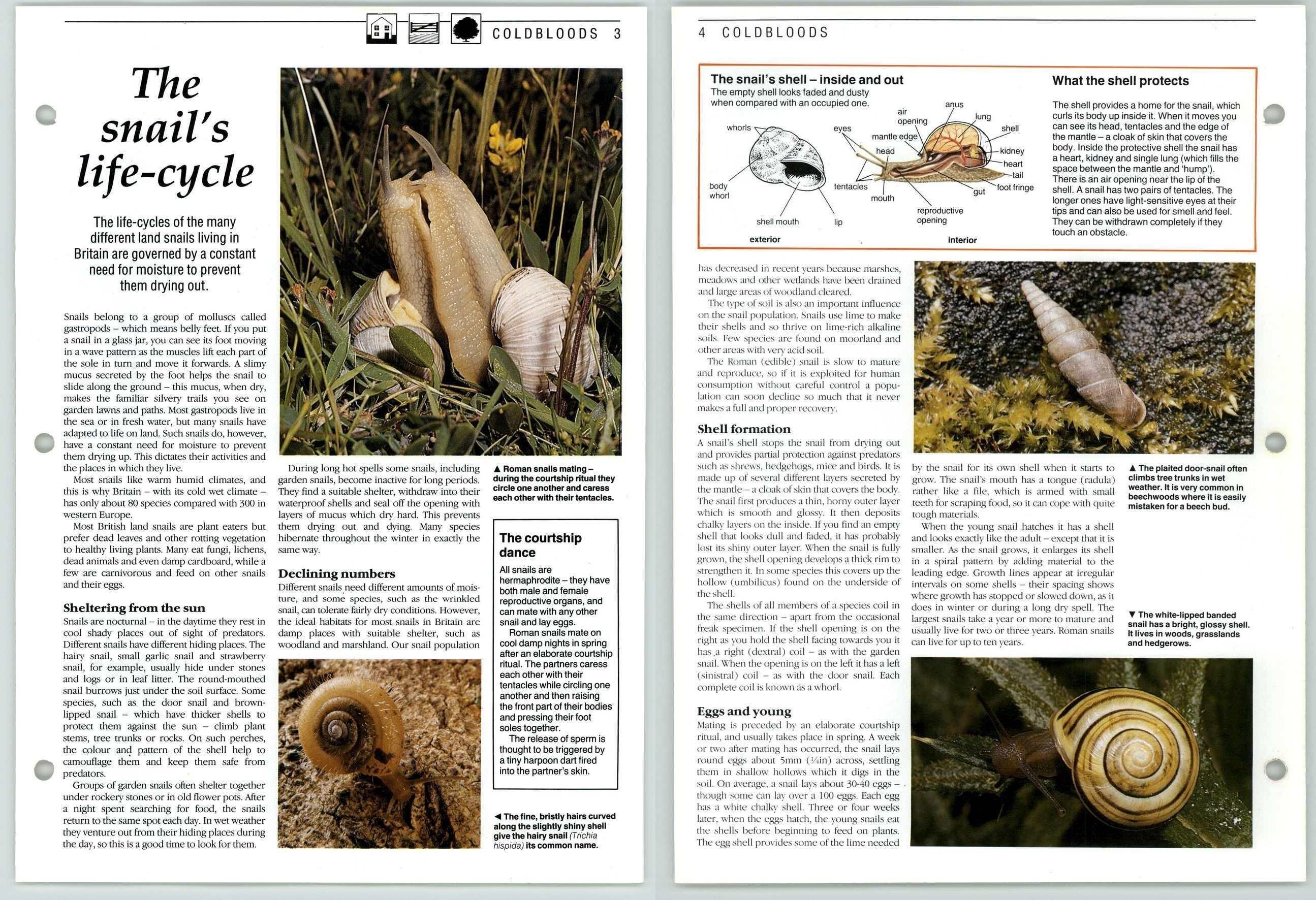 The Snails LifeCycle Coldbloods The Living Countryside Page