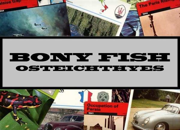 Bony Fish / Osteichthyes