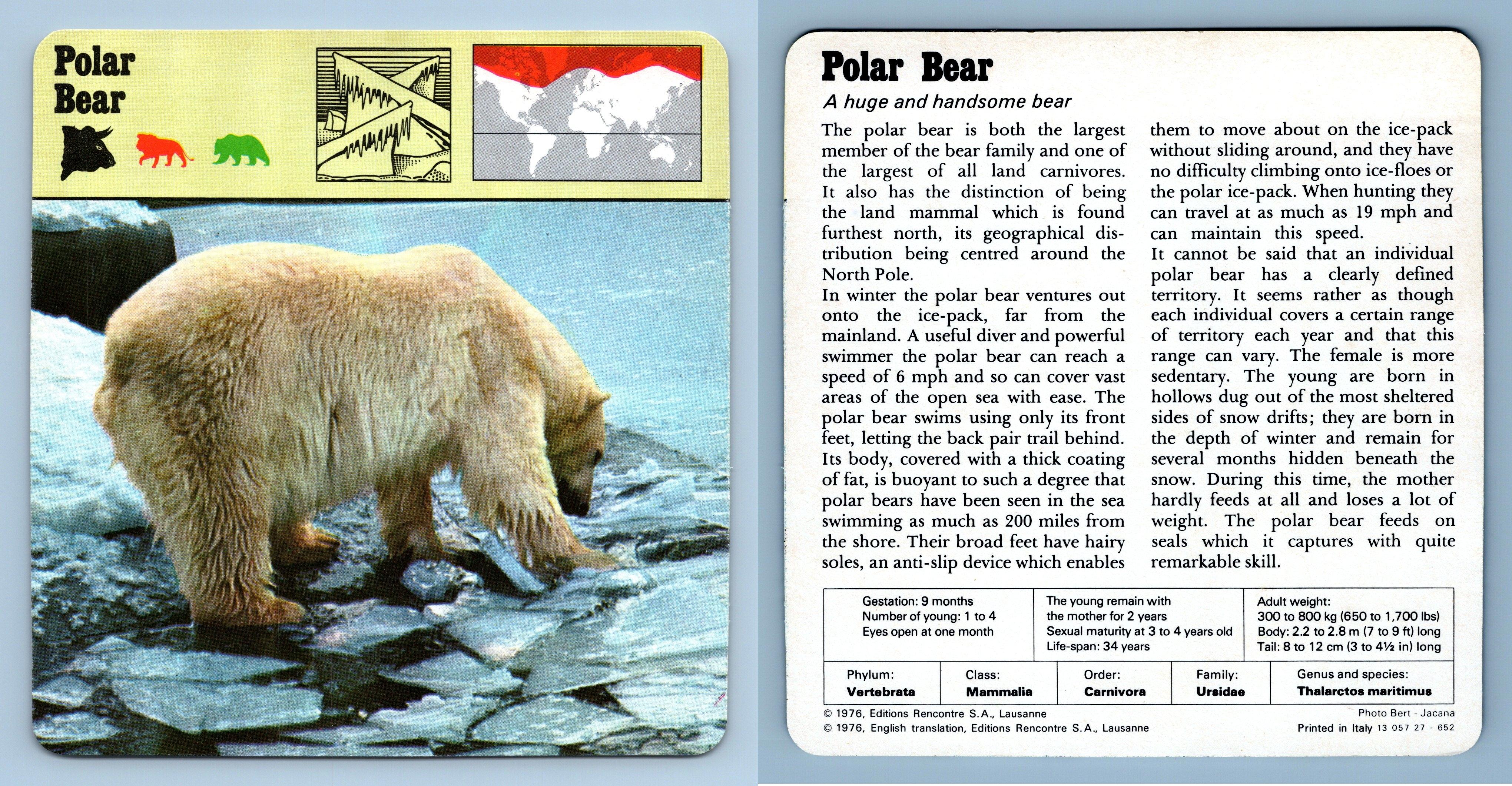 Polar Bear - Mammals - 1970's Rencontre Safari Wildlife Card