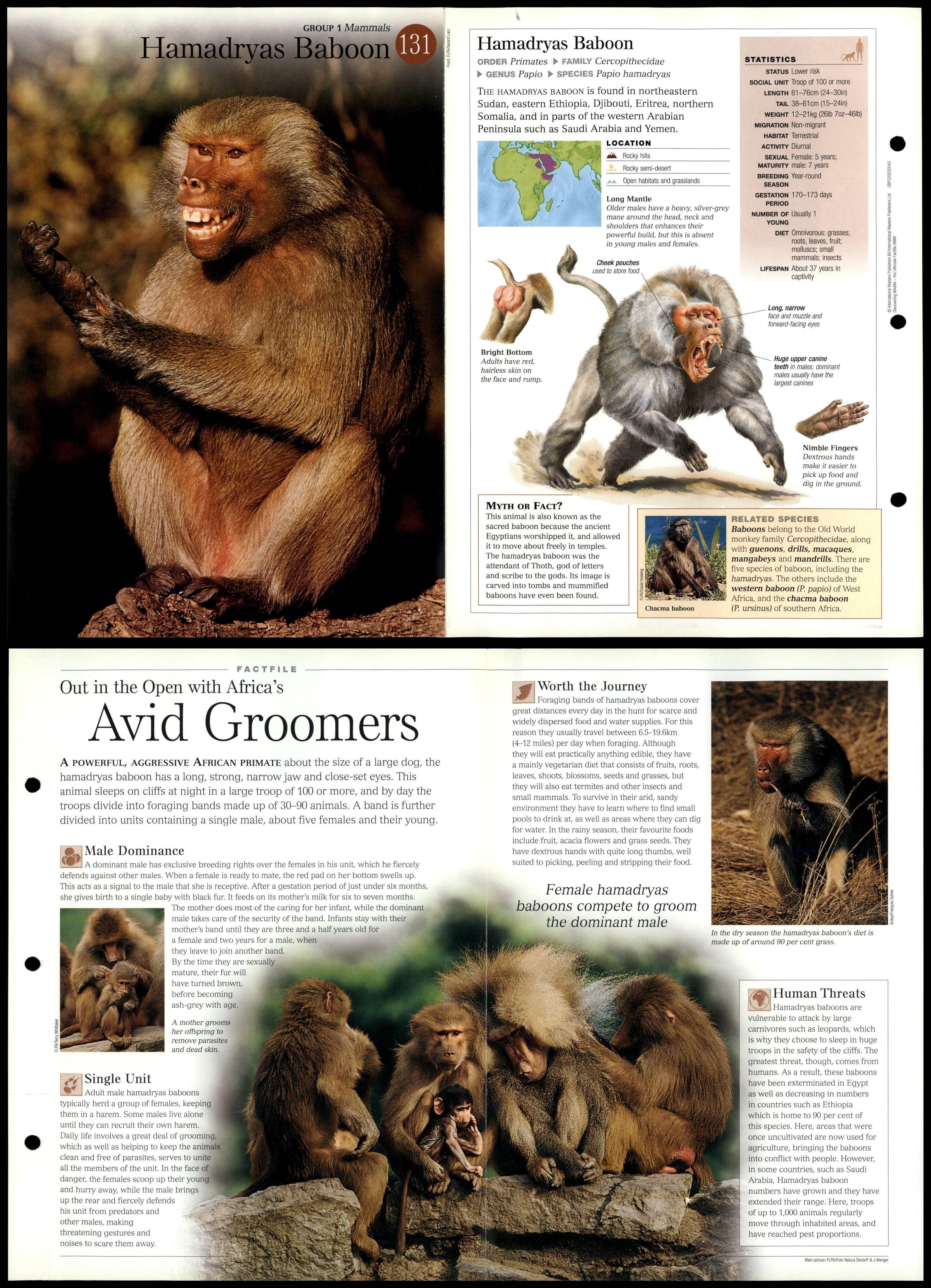 Hamadryas Baboon #131 Mammals - Discovering Wildlife Fact File Fold-Out ...