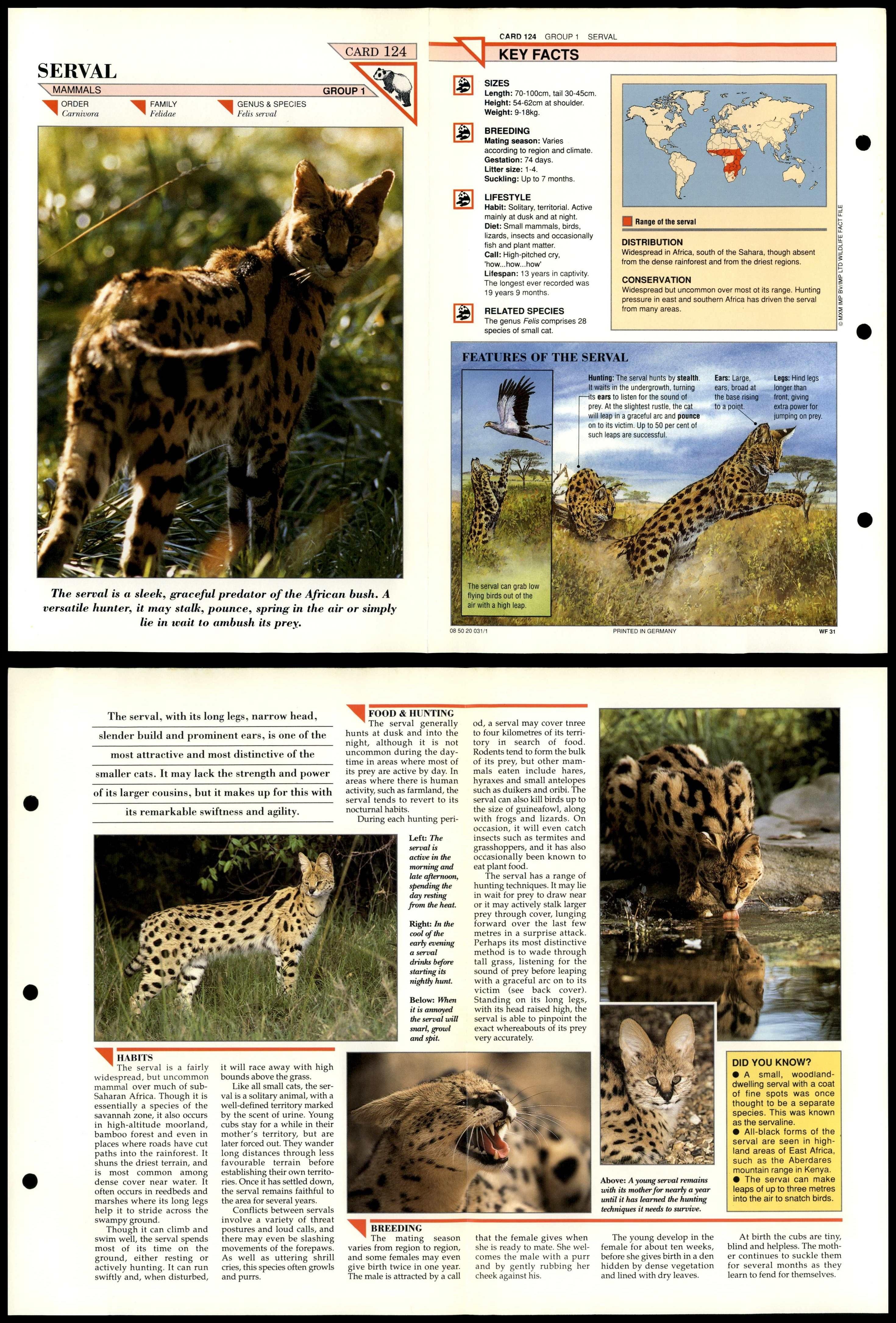 Serval #124 Mammals Wildlife Fact File Fold-Out Card