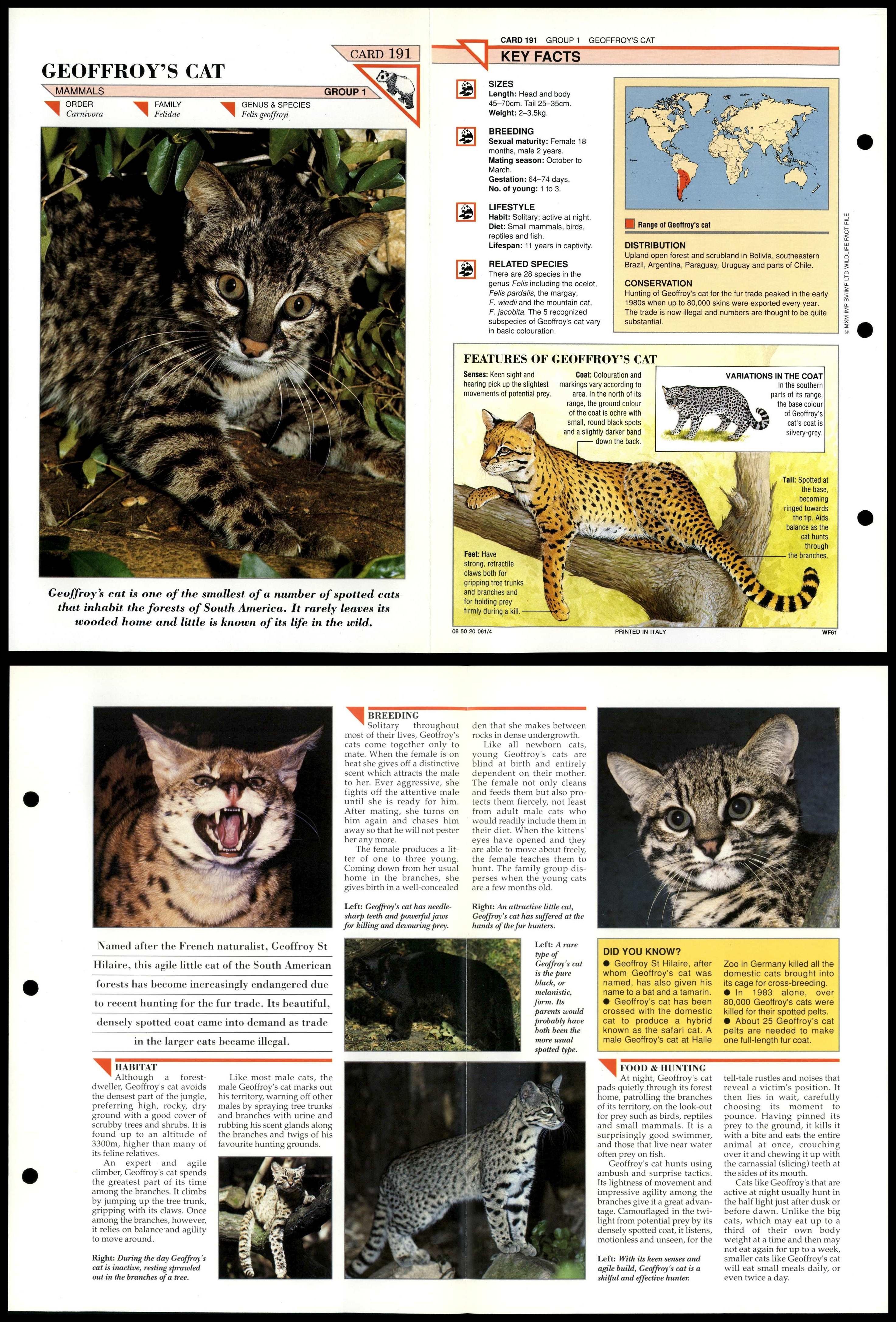 Felidae List Of All Wild Cats Tiger Big Cat Breeds List Tiger Wild