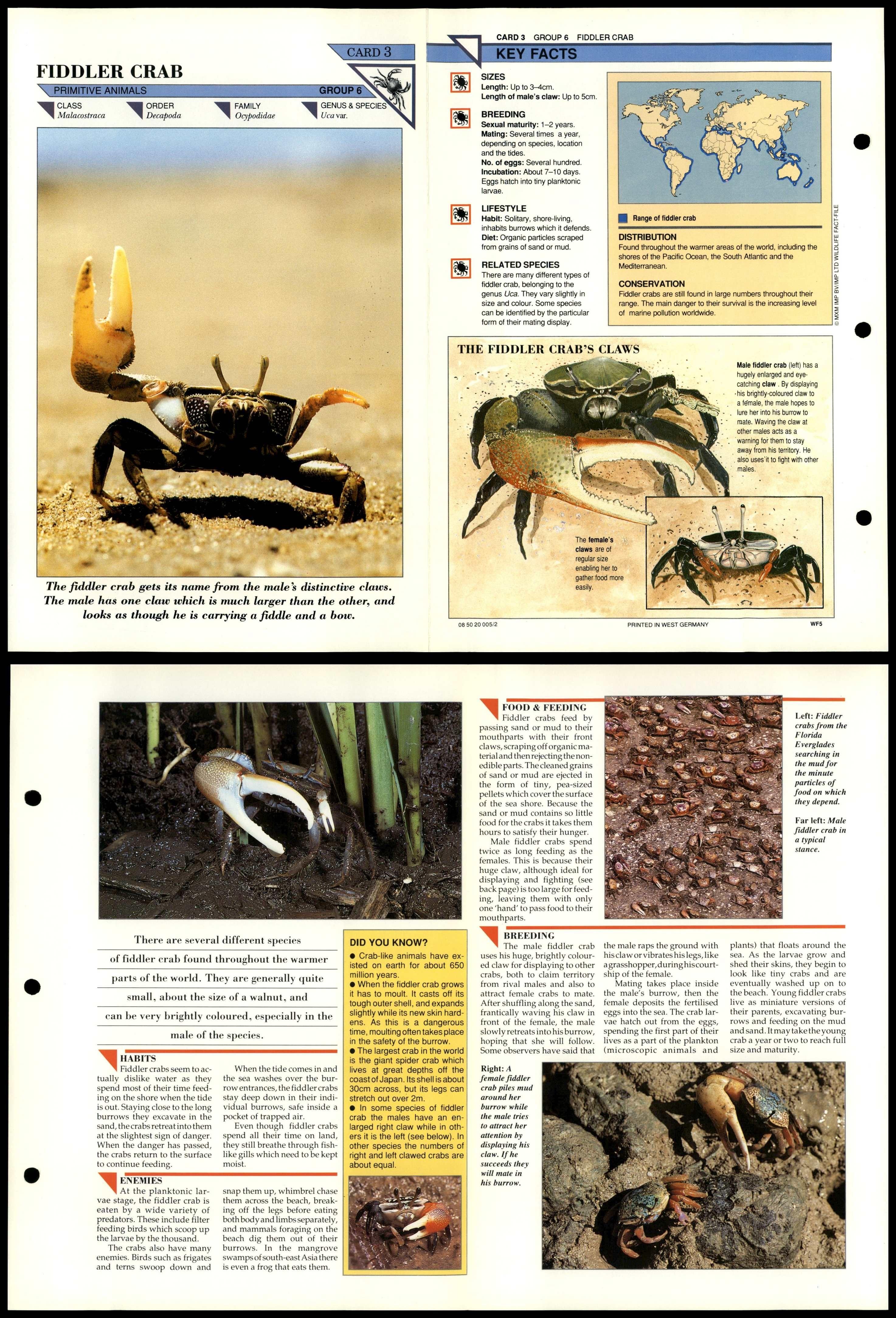 Fiddler Crab Recipes Home Alqu