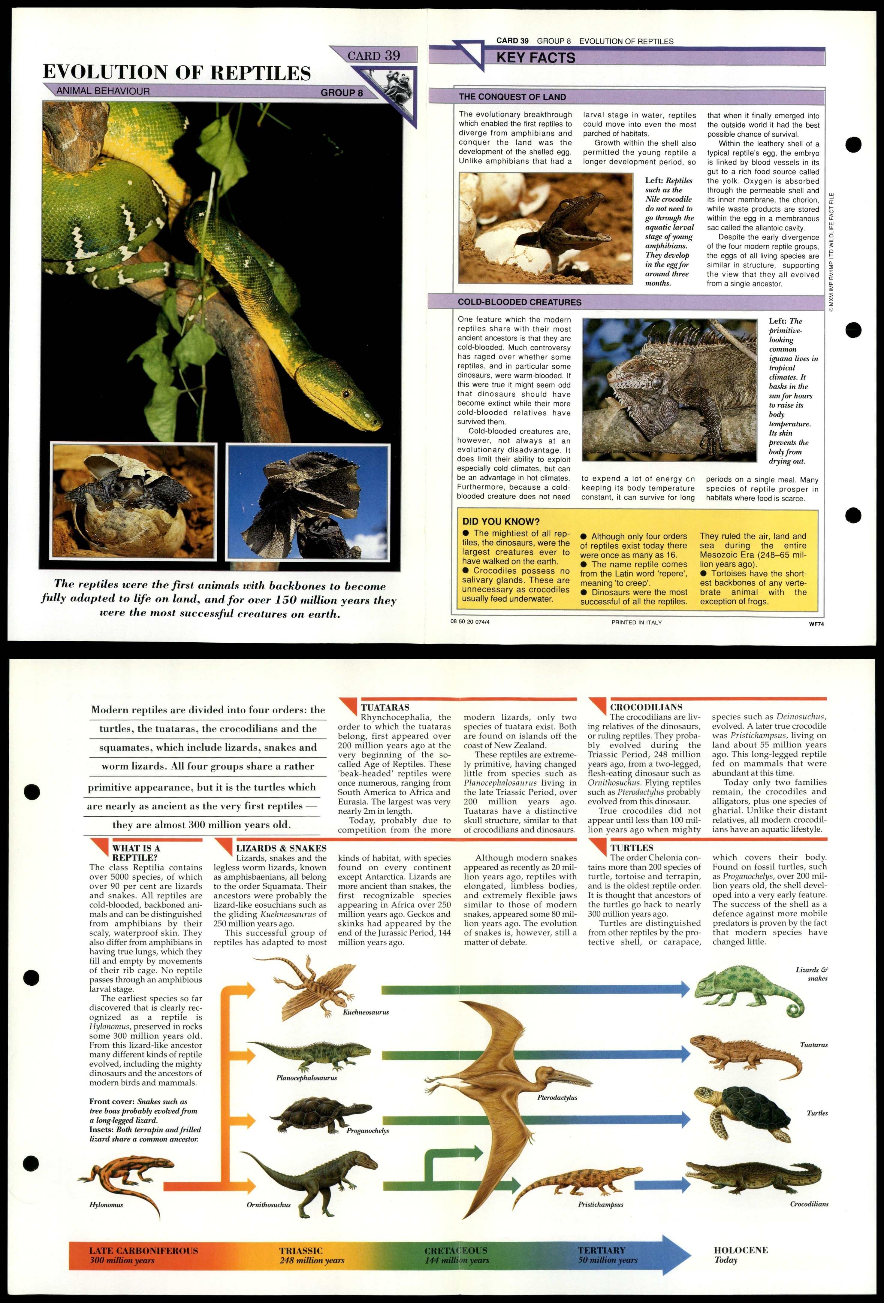 Evolution Of Reptiles #39 Behaviour Wildlife Fact File Fold-Out Card