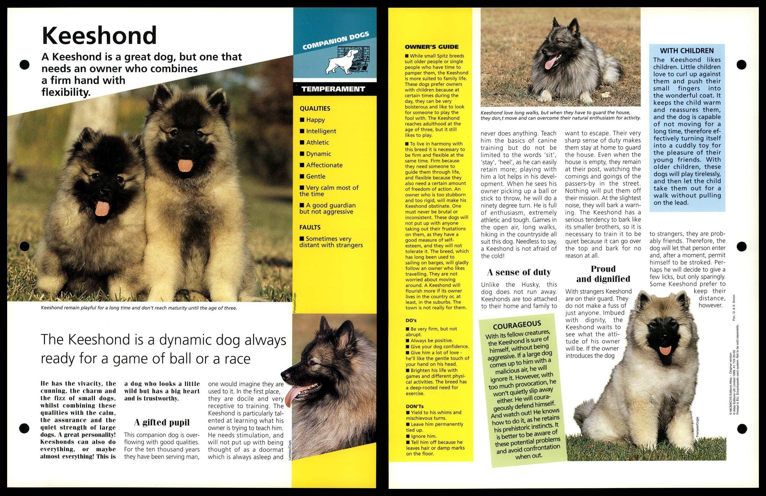 Keeshond sales breed info