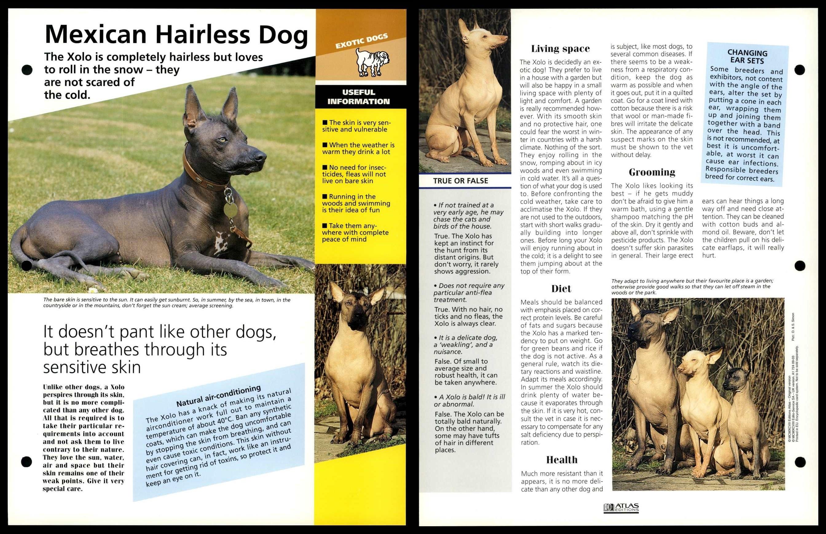 Mexican Hairless Dog - Info - Dogs Of The World Atlas Fact File Card