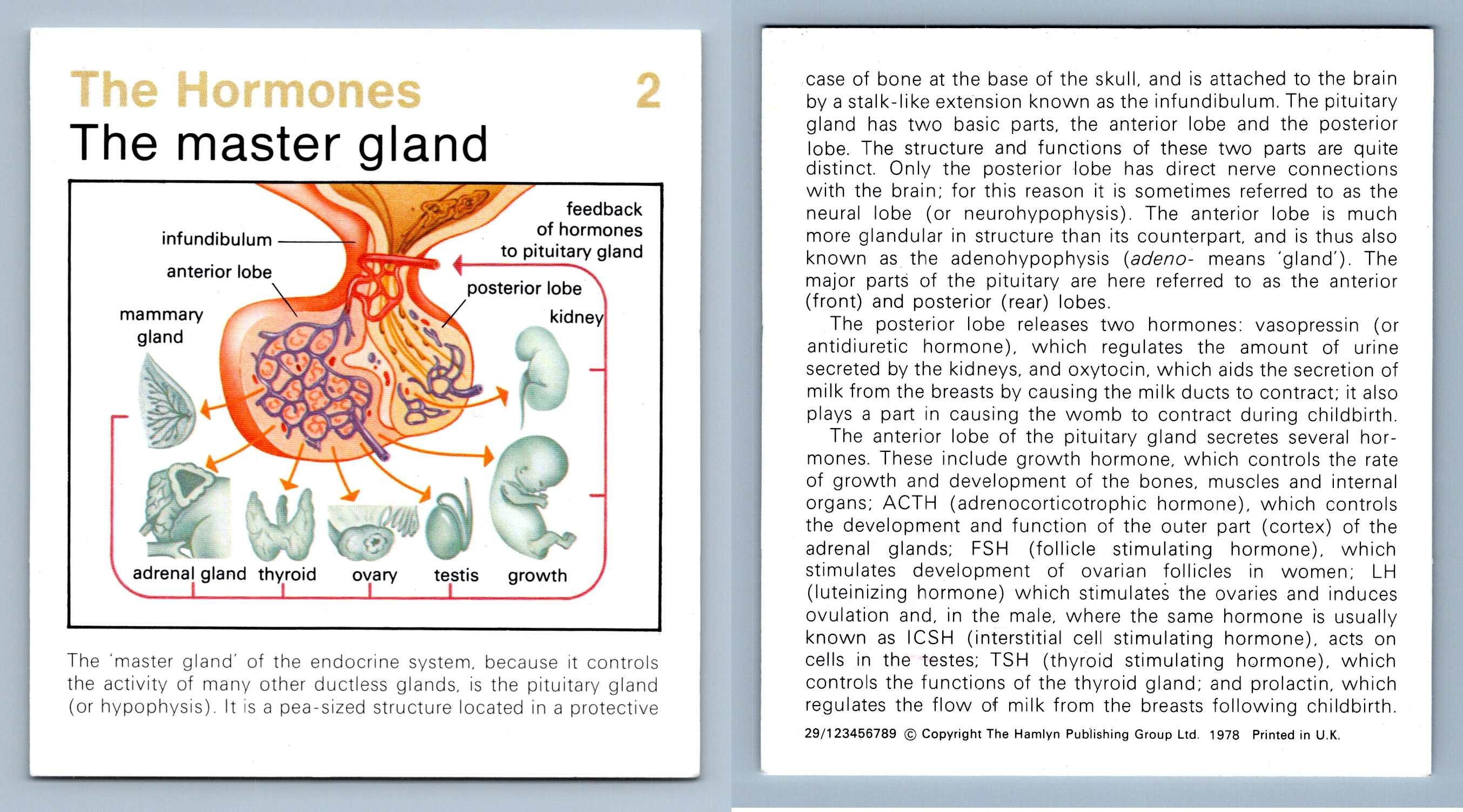 Master Gland 2 Hormones Home Medical Guide 19758 Hamlyn Card