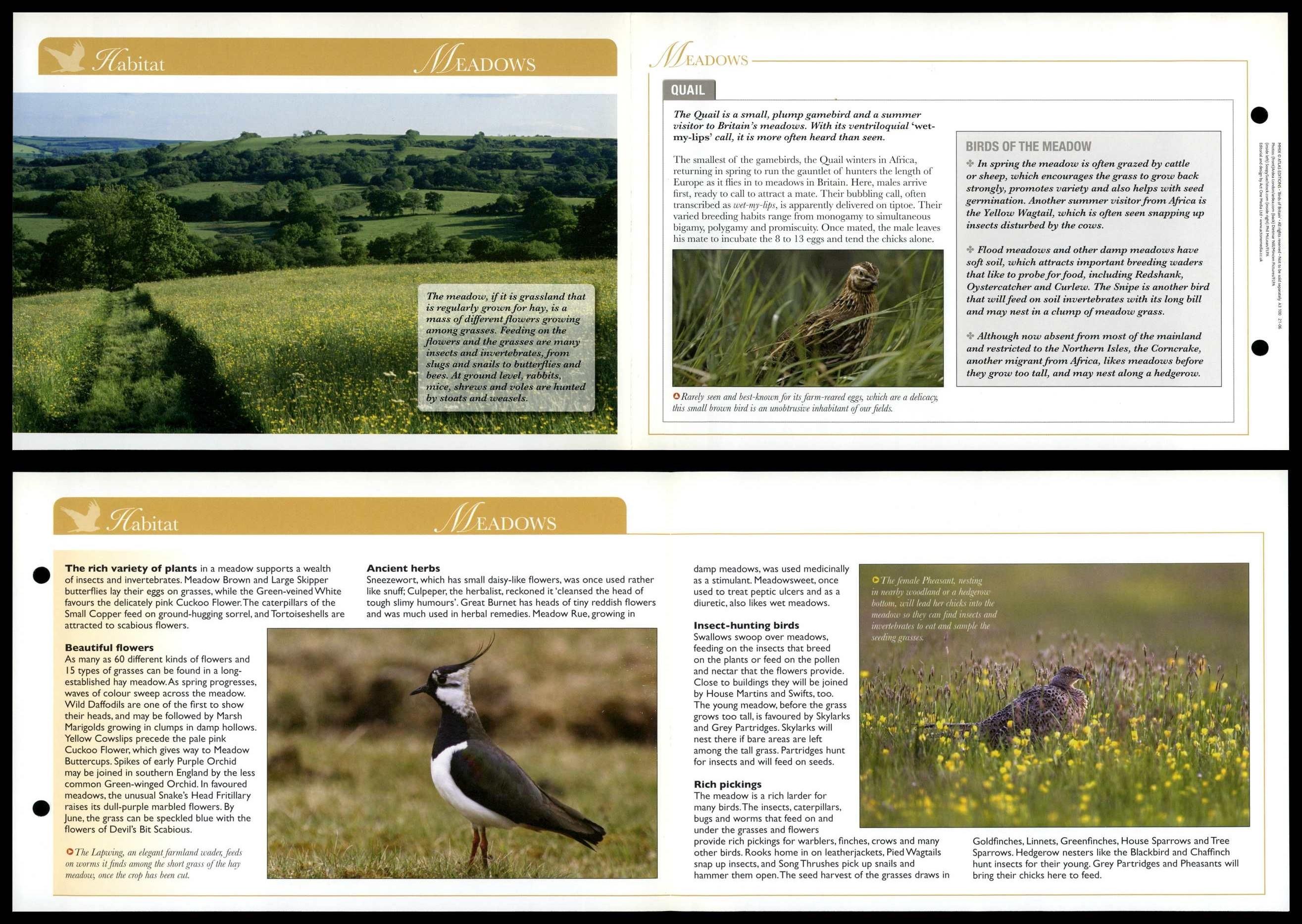 Meadows - Habitat - Birds Of Britain Atlas Editions Fold Out Card