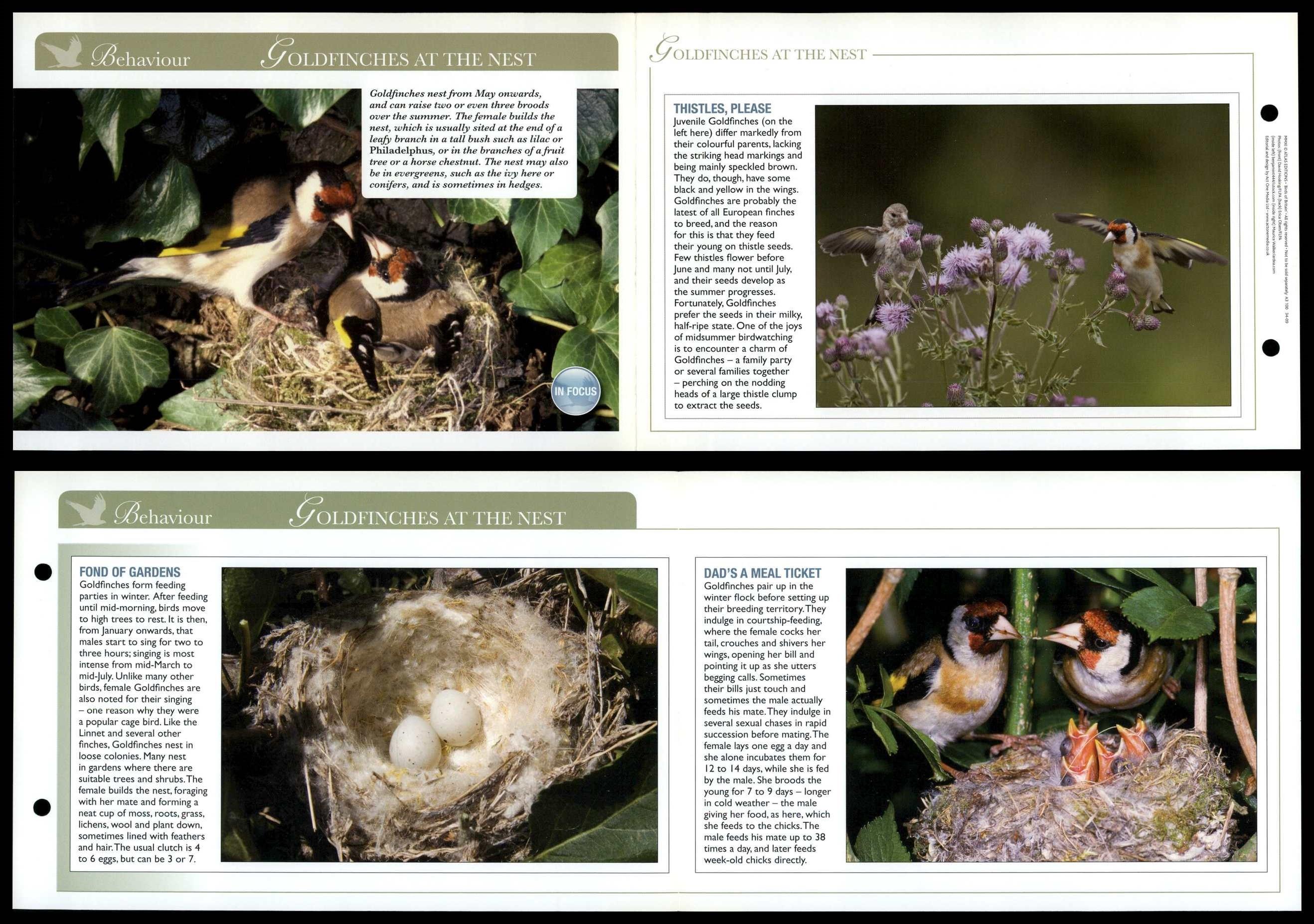 Goldfinches At The Nest - Behaviour - Birds Of Britain Atlas Editions ...