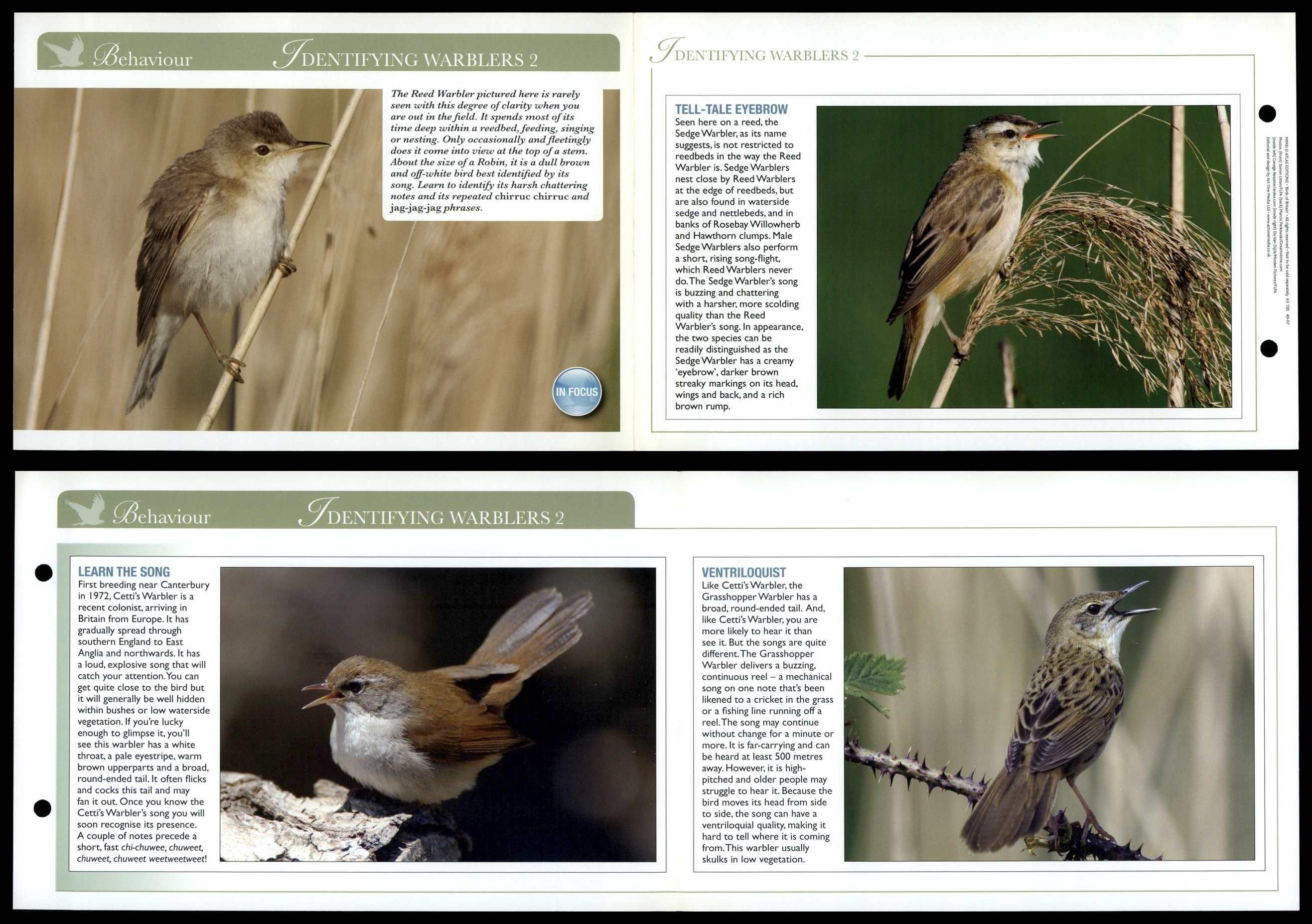 Identifying Warblers 2 - Behaviour - Birds Of Britain Atlas Editions ...