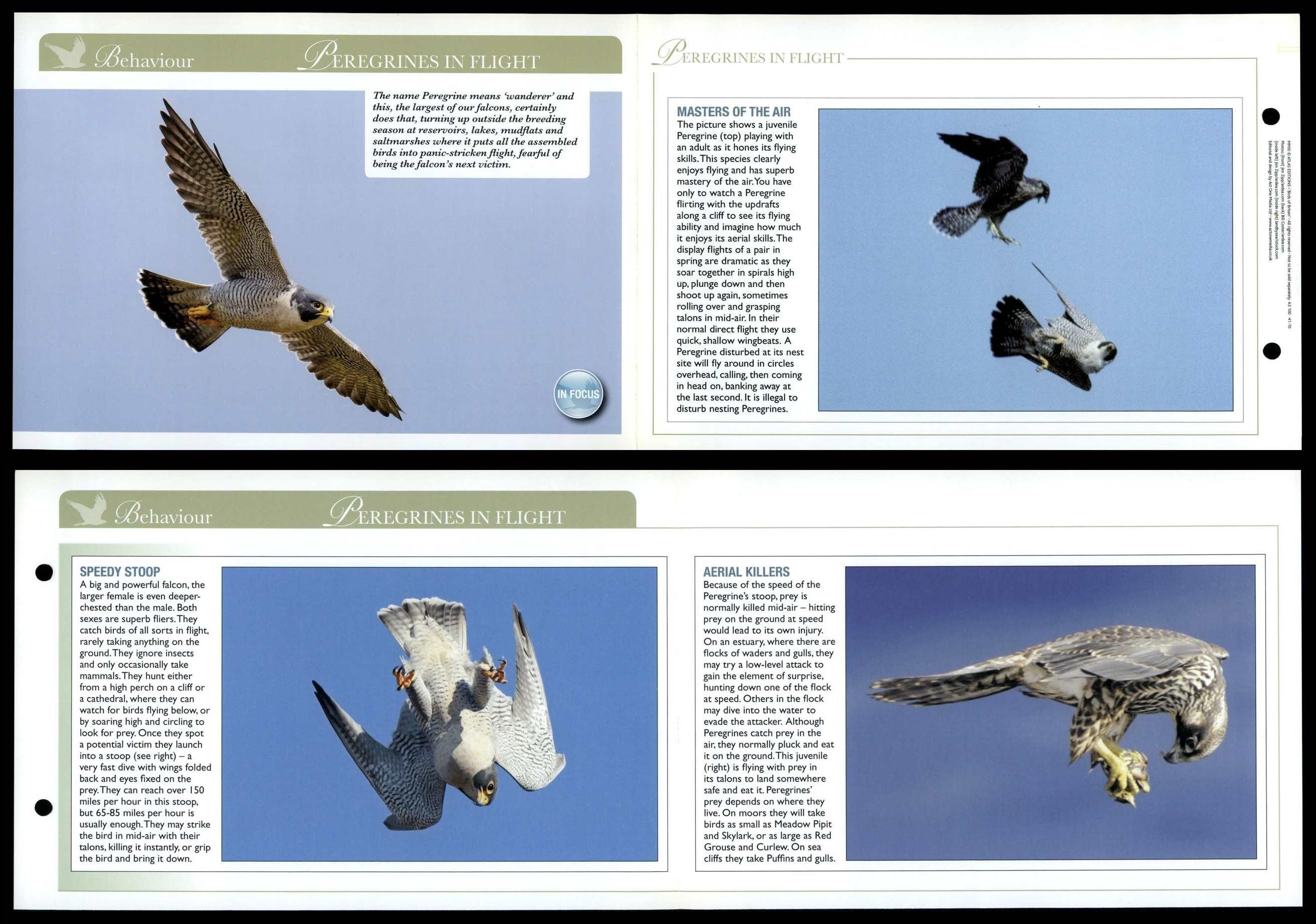 Peregrines In Flight - Behaviour - Birds Of Britain Atlas Editions Fold ...